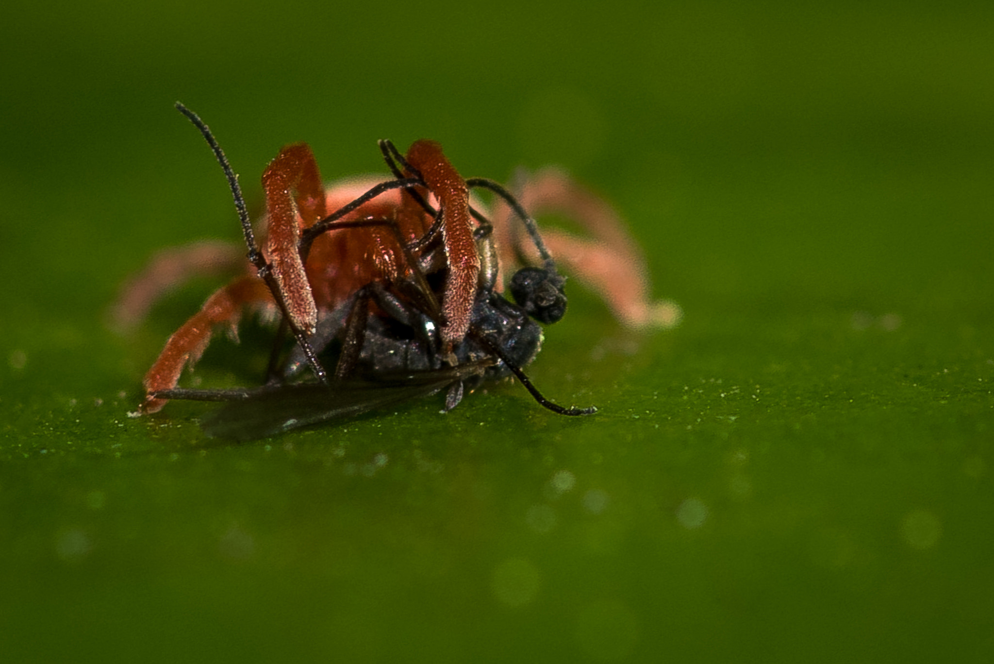 Nikon D810 + Nikon AF Micro-Nikkor 200mm F4D ED-IF sample photo. Feast on his flesh... photography