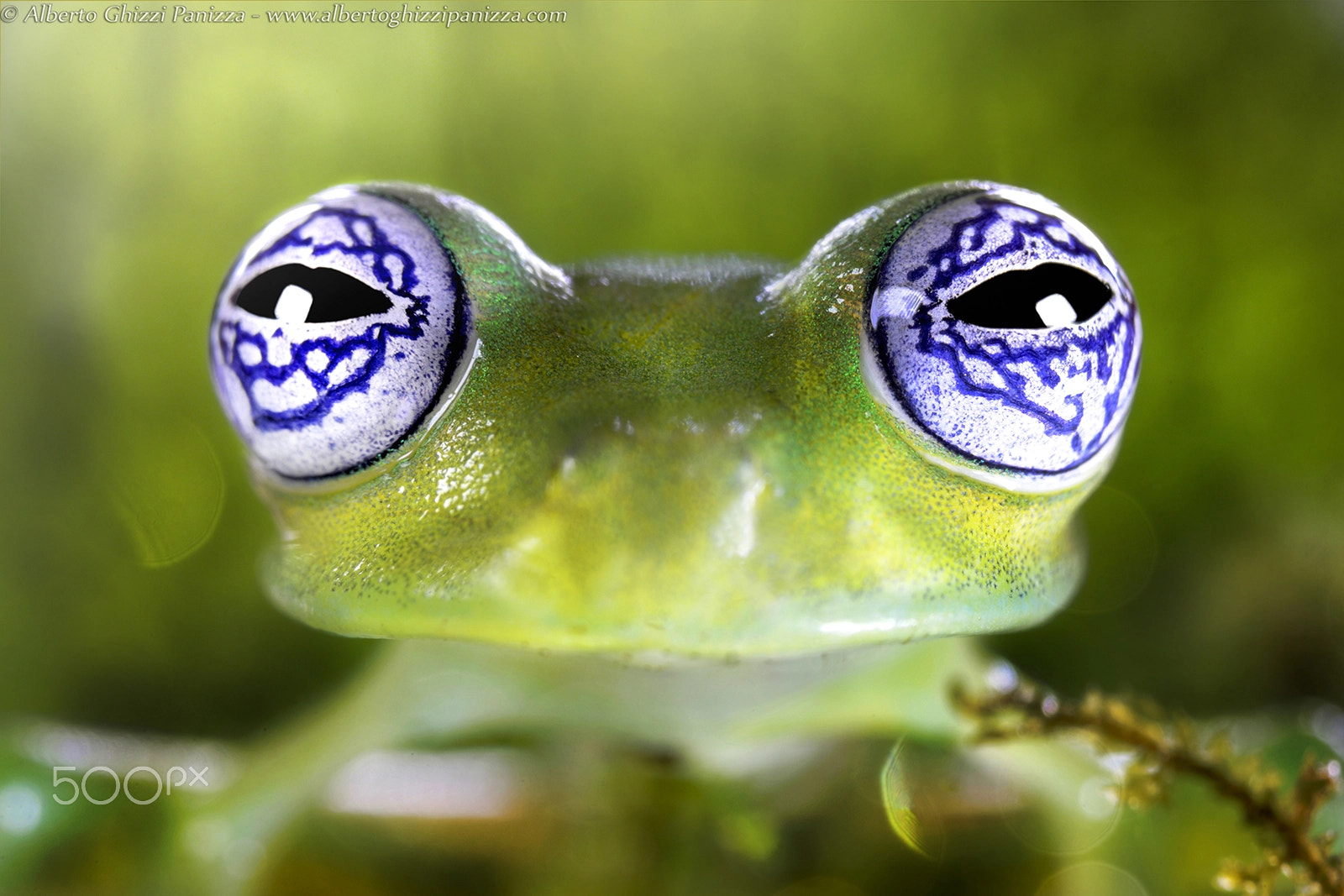Nikon D3X sample photo. With these two eyes... photography
