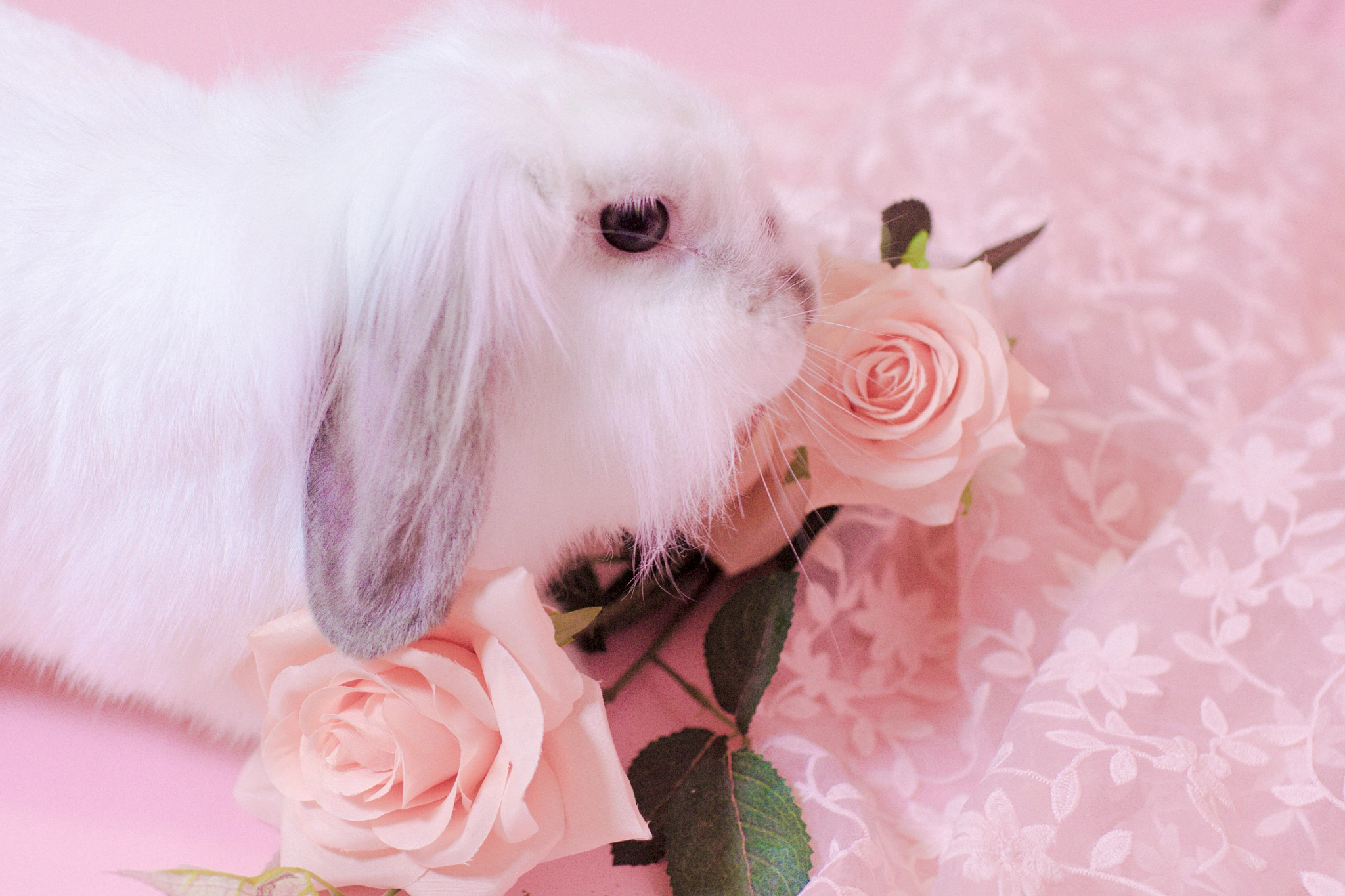 Canon EOS 60D + Canon EF 35mm F1.4L USM sample photo. Rose bunny photography