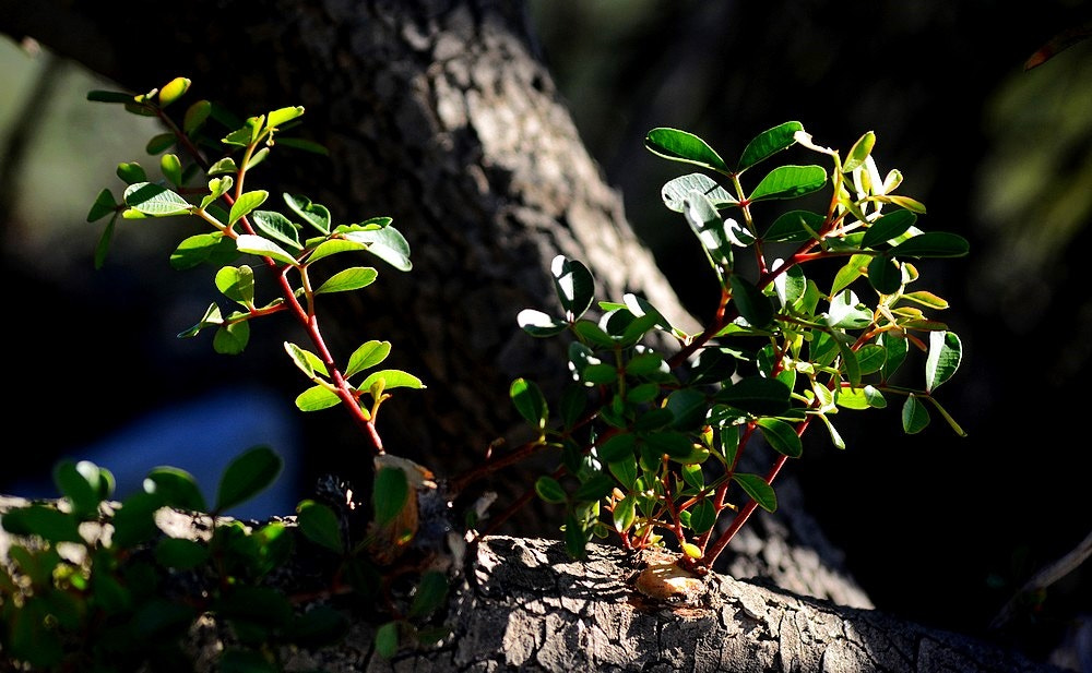 Sigma 70-300mm F4-5.6 APO Macro Super II sample photo. Septembre - nature - detail photography