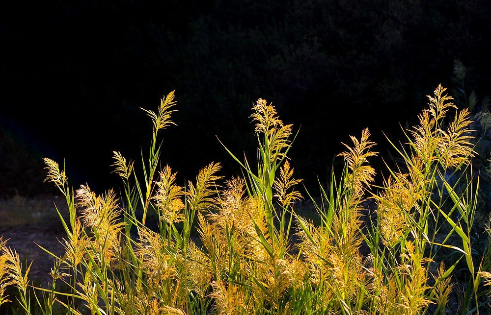 Sigma 70-300mm F4-5.6 APO Macro Super II sample photo. Septembre - nature - detail photography