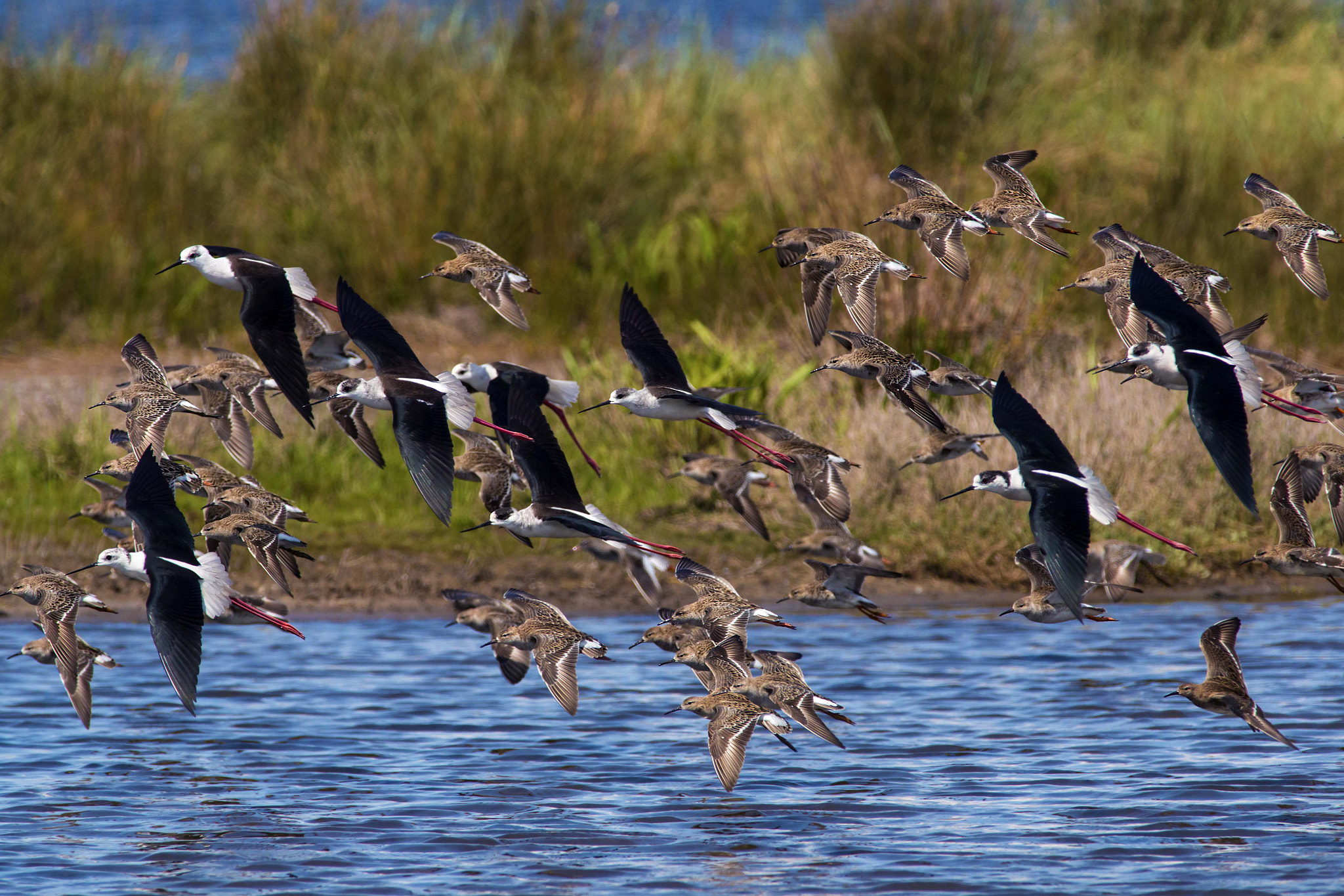 Canon EOS 70D + Canon EF 300mm f/2.8L + 1.4x sample photo. Spring migration photography