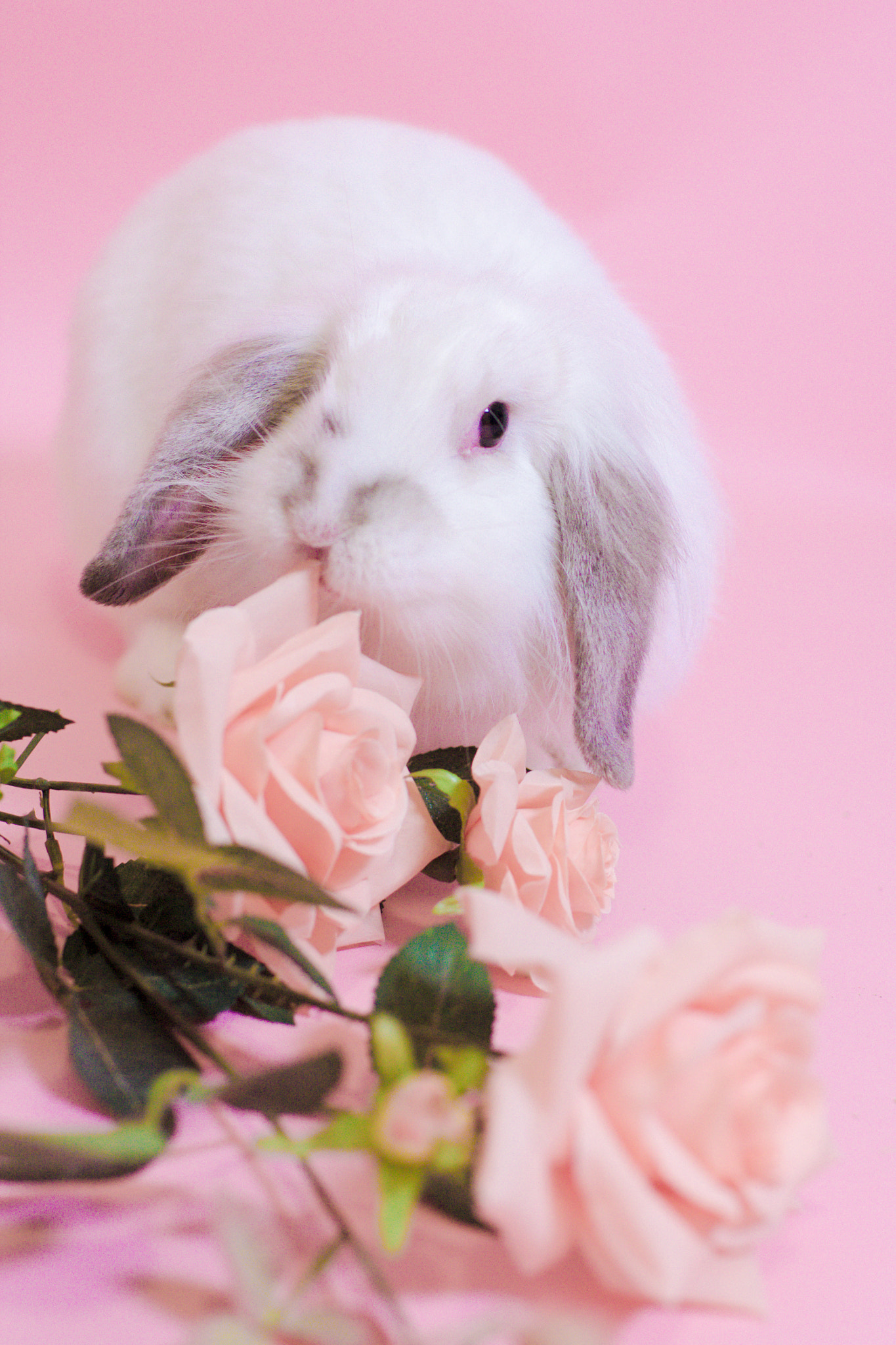 Canon EOS 60D + Canon EF 35mm F1.4L USM sample photo. Rose bunny photography