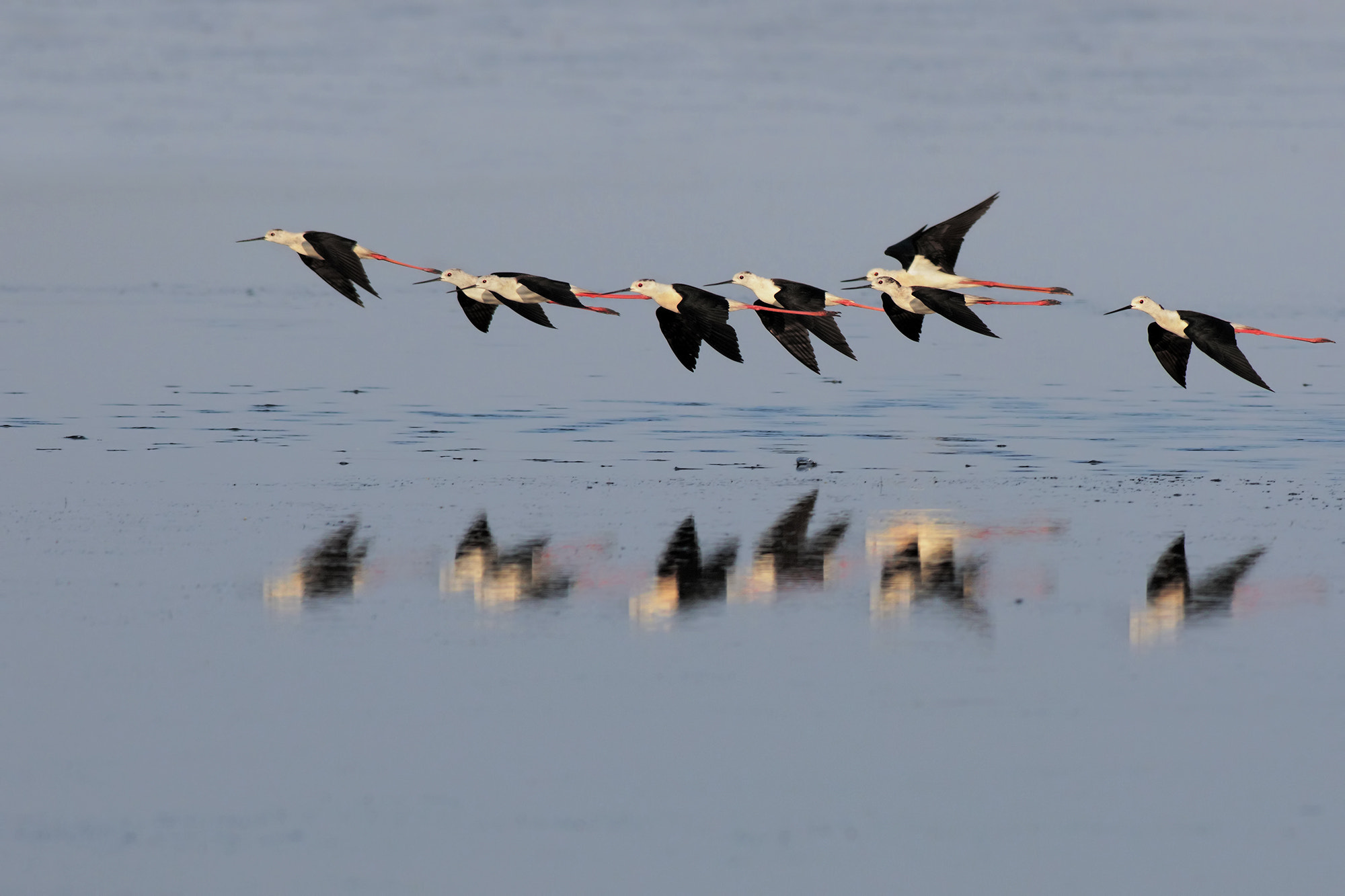 Canon EF 500mm f/4.5L sample photo. Stilts photography