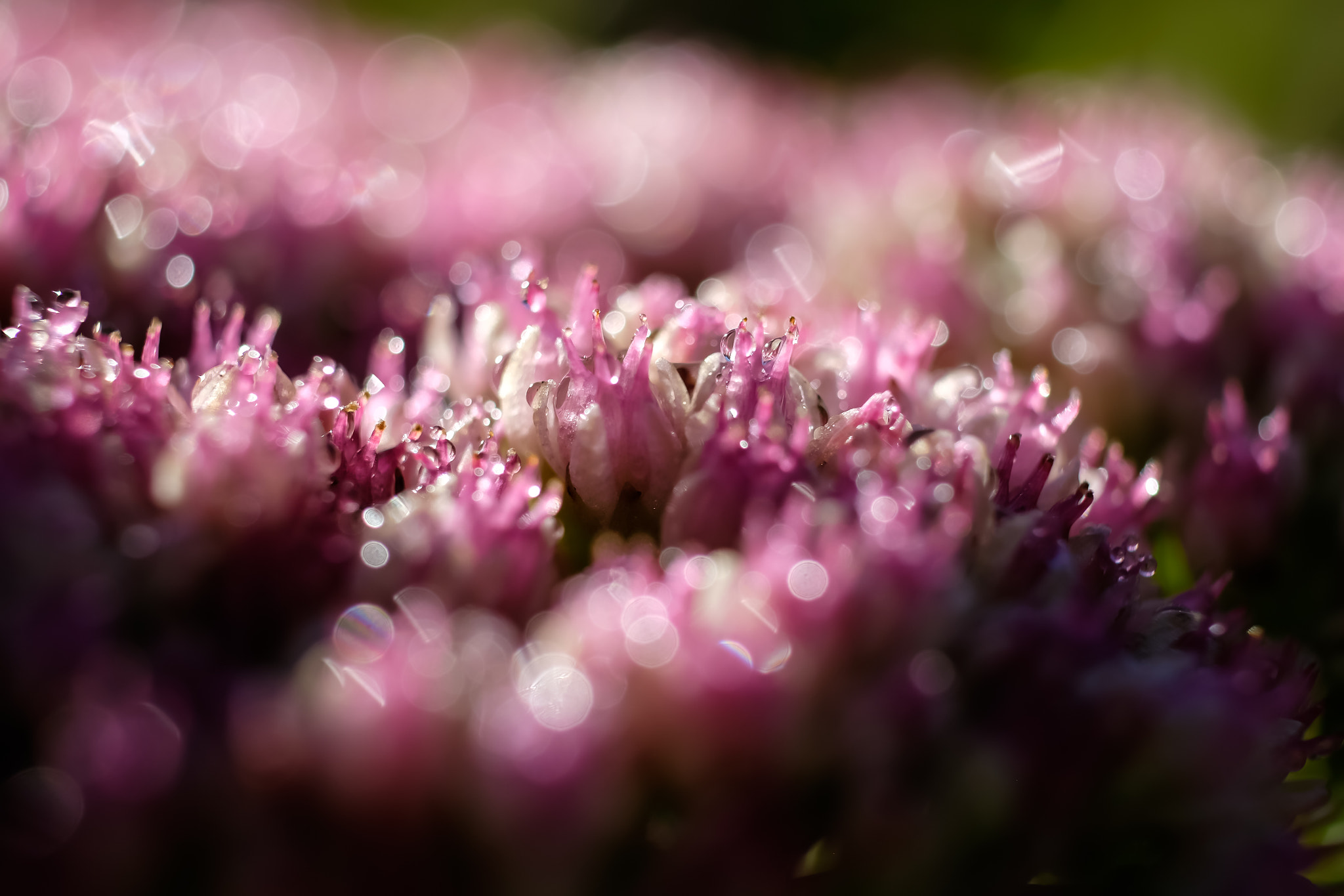 Fujifilm X-T1 + Fujifilm XF 60mm F2.4 R Macro sample photo. Sédum entre terre et mer photography