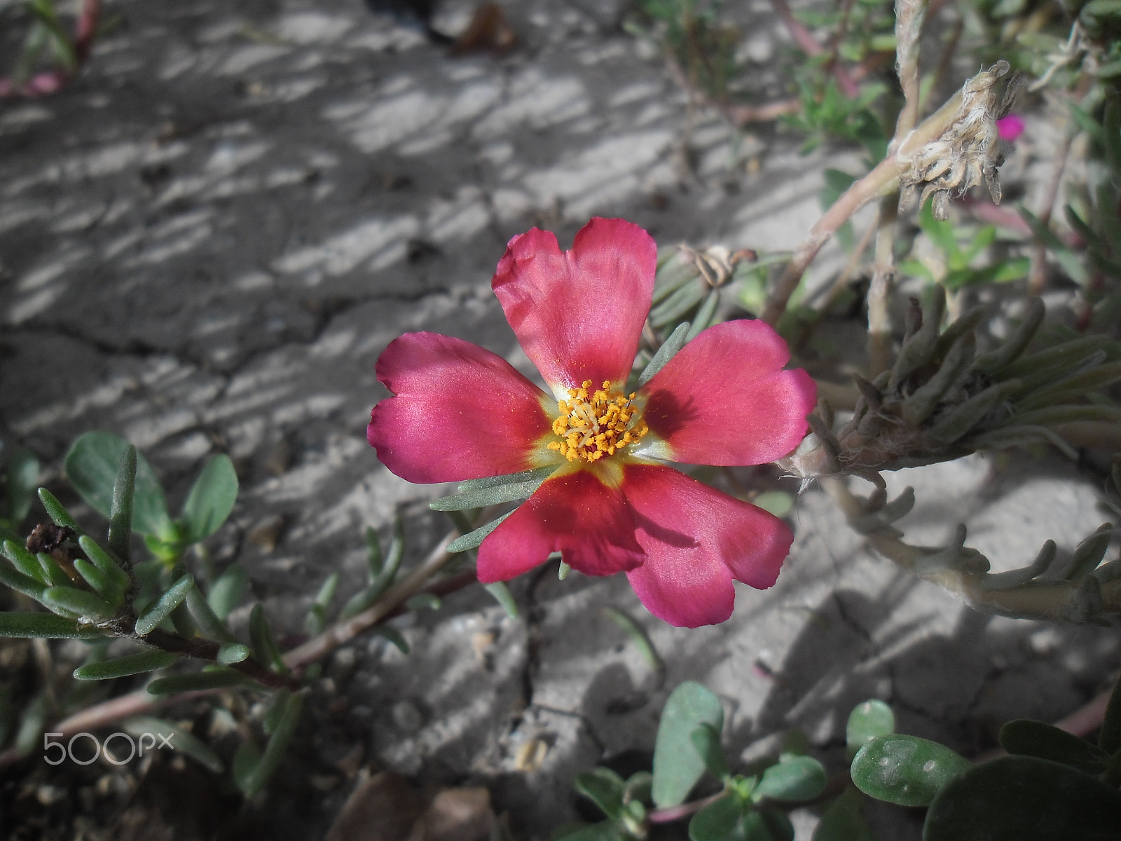 Samsung ES90/ ES91 sample photo. Портулак - (по лат.portulaca) photography