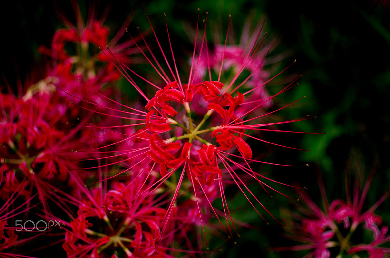 Pentax K-5 sample photo. Lycoris3 photography