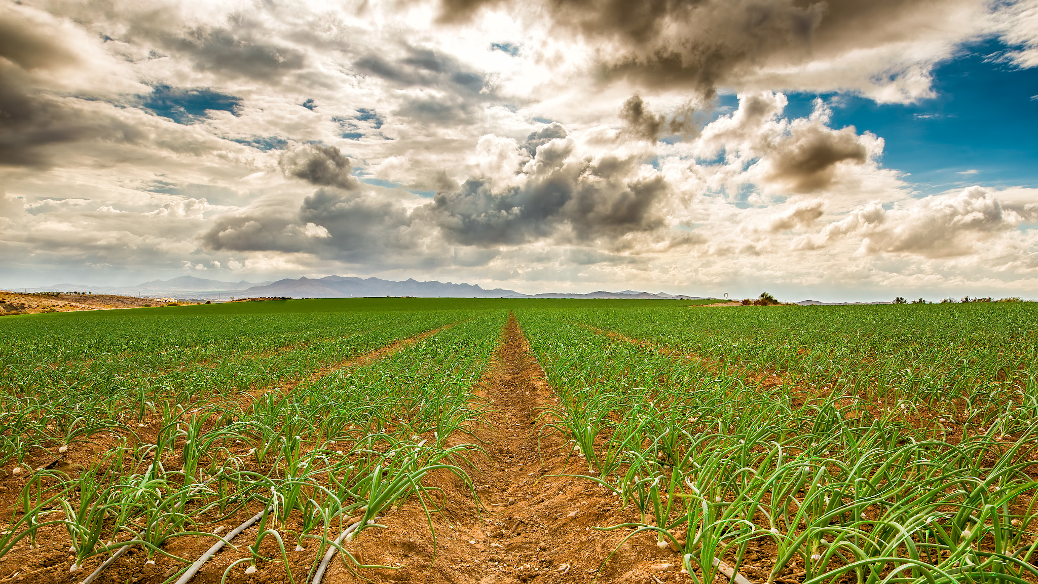 Canon EOS 6D sample photo. Onion field photography