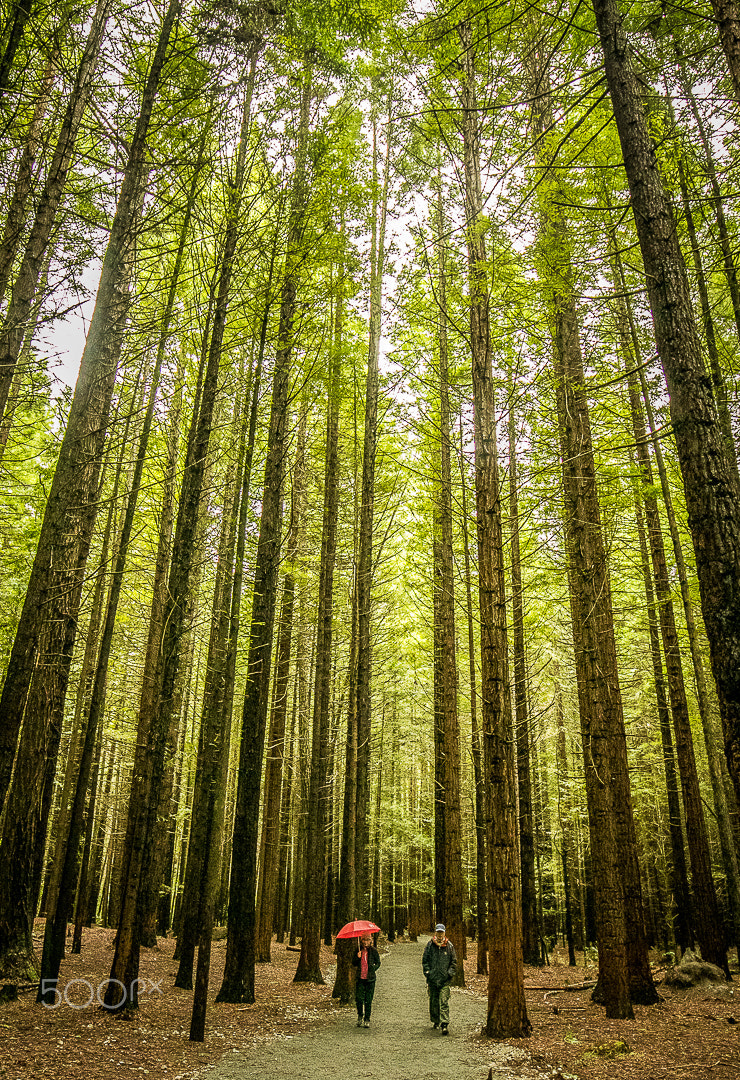 Canon EF 16-35mm F4L IS USM sample photo. Redwood forest rotorua photography