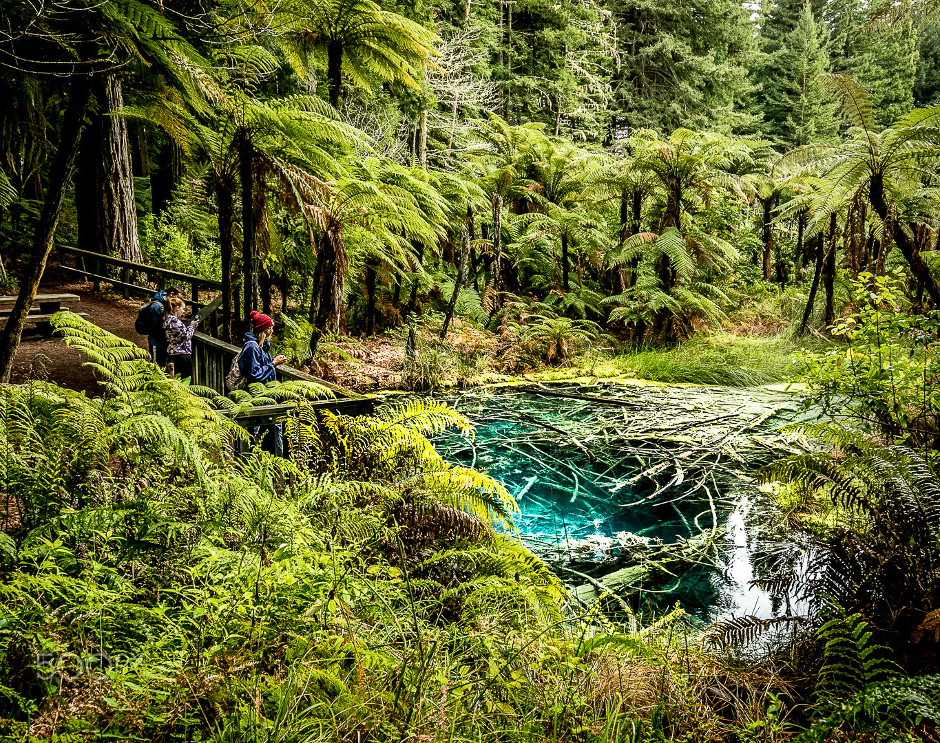 Canon EF 16-35mm F4L IS USM sample photo. Redwood forest rotorua photography