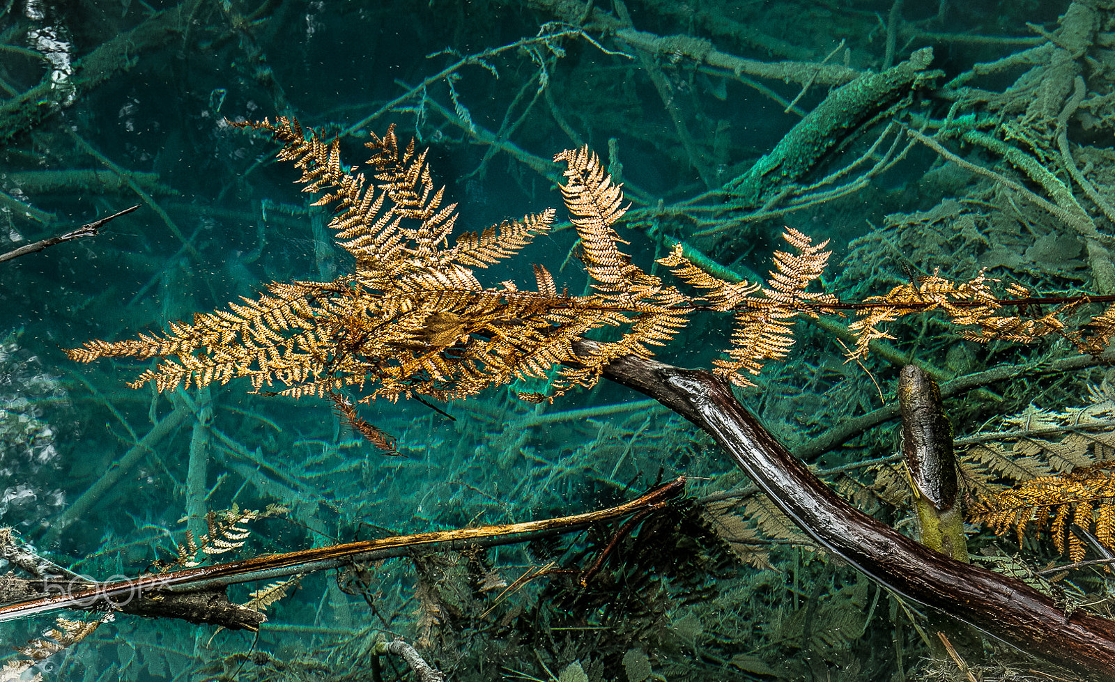 Canon EF 16-35mm F4L IS USM sample photo. Redwood forest rotorua photography