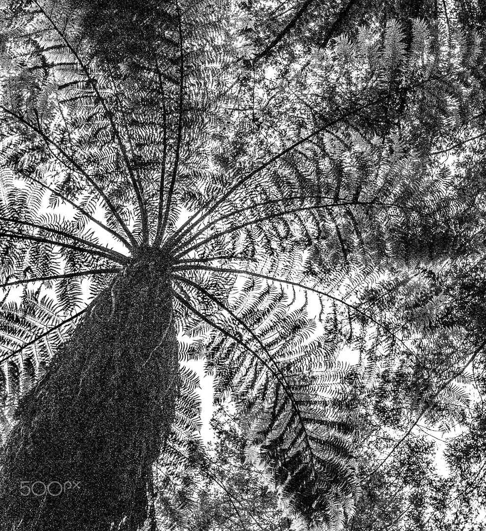 Canon EOS 7D Mark II + Canon EF 16-35mm F4L IS USM sample photo. Redwood forest rotorua photography