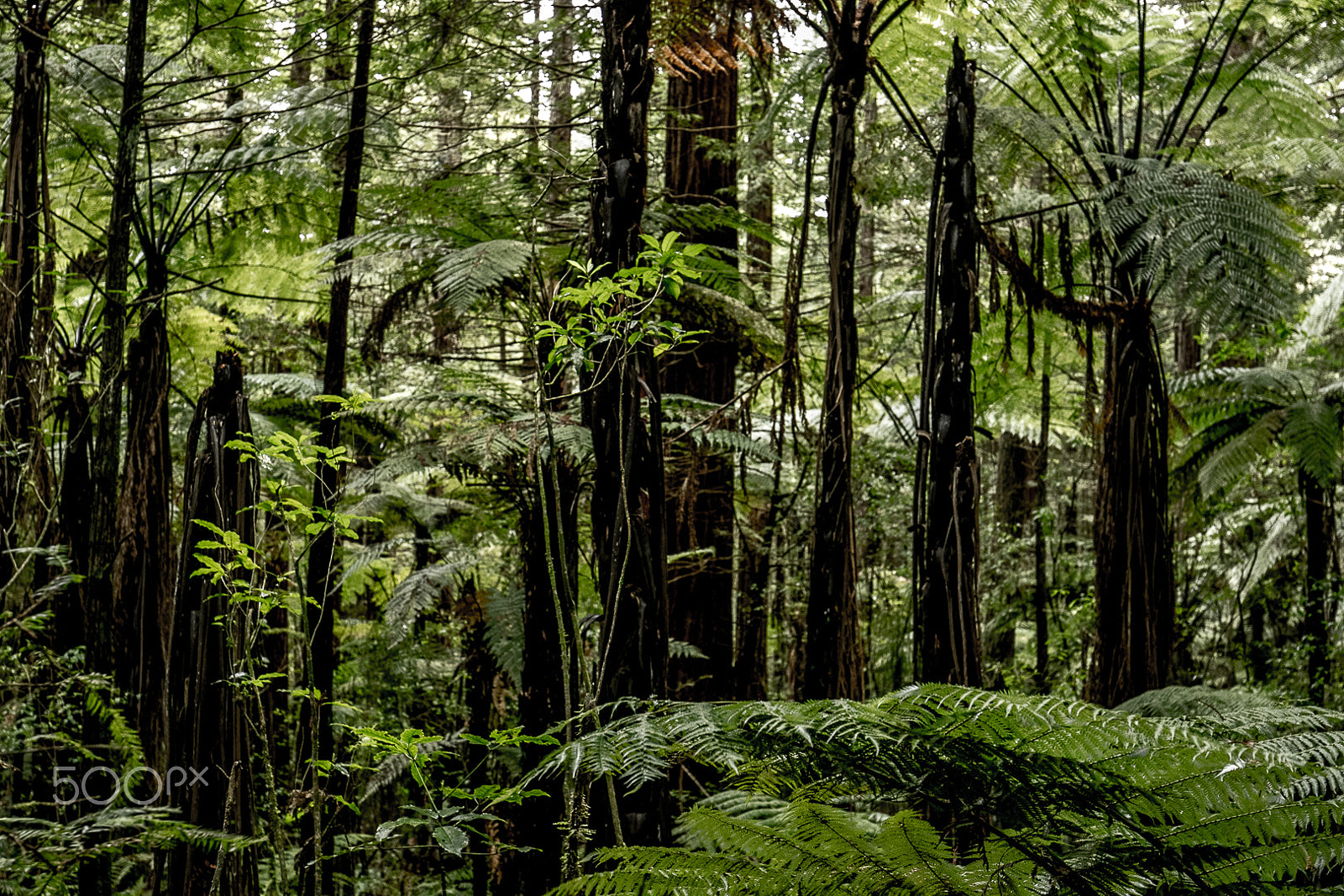 Canon EOS 7D Mark II sample photo. Redwood forest rotorua photography