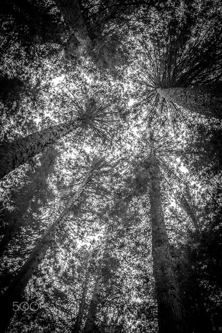Canon EOS 7D Mark II sample photo. Redwood forest rotorua photography
