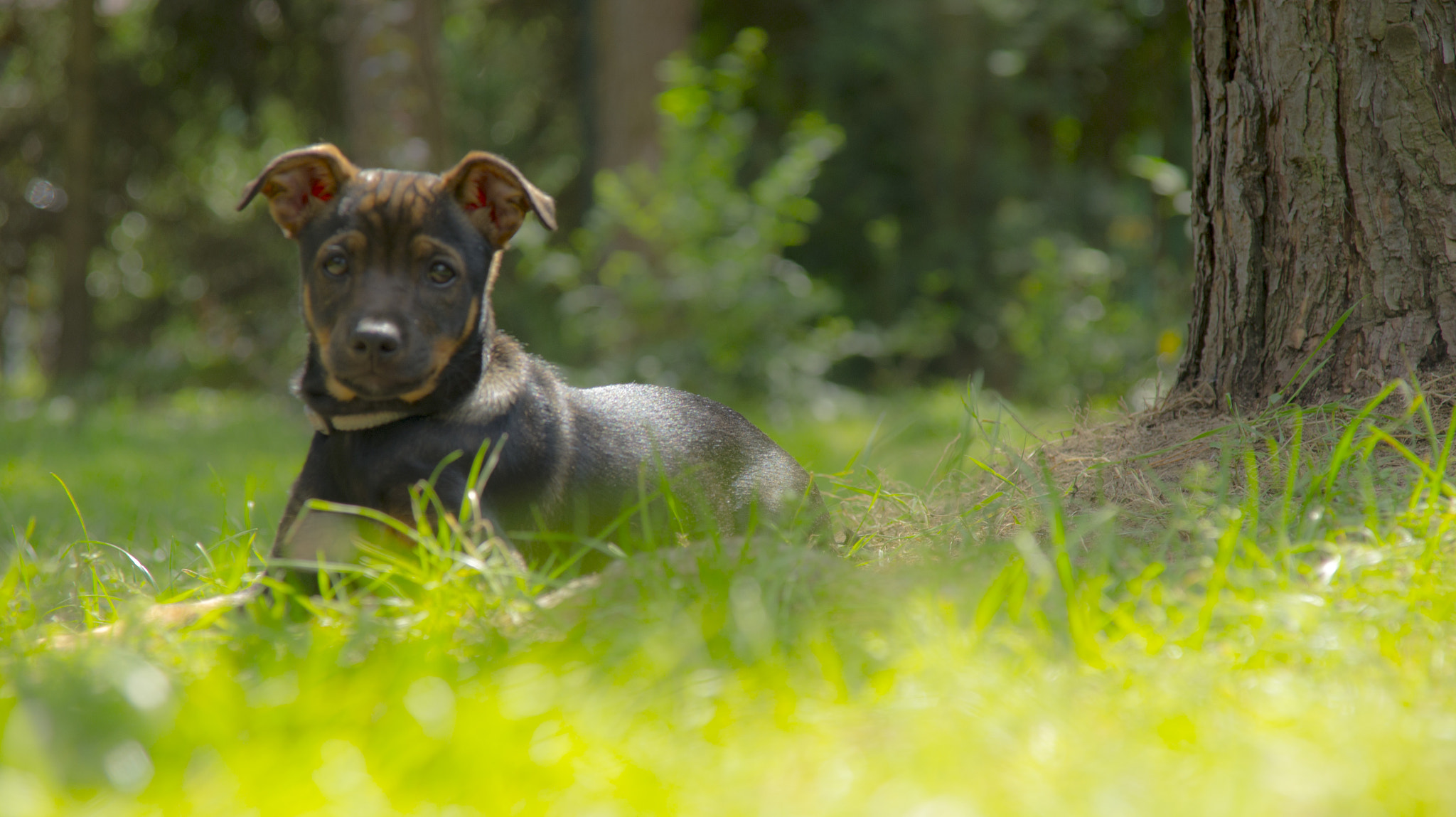 Sony DT 16-105mm F3.5-5.6 sample photo