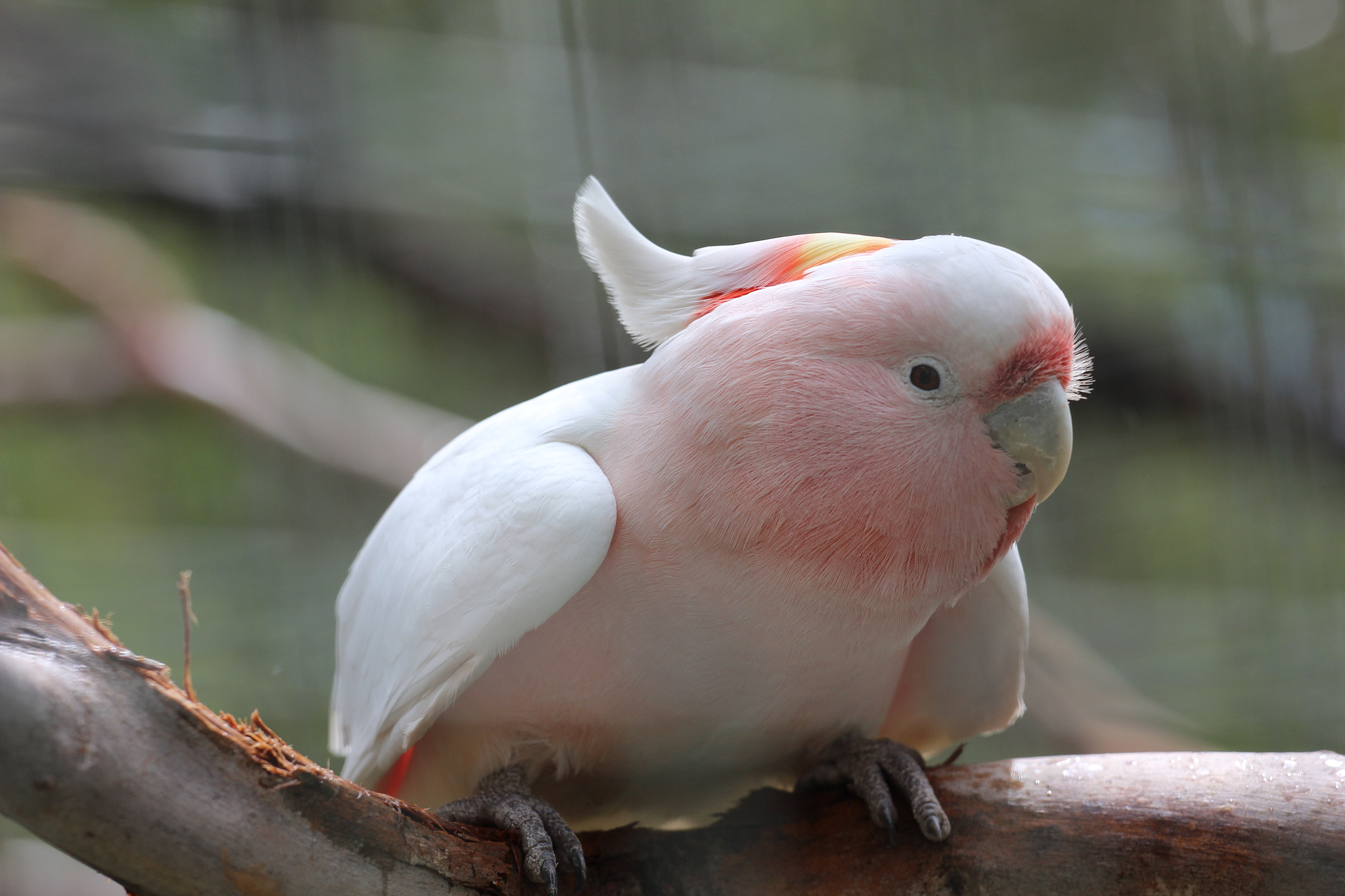 Canon EOS 600D (Rebel EOS T3i / EOS Kiss X5) sample photo. Pink cockatoo photography
