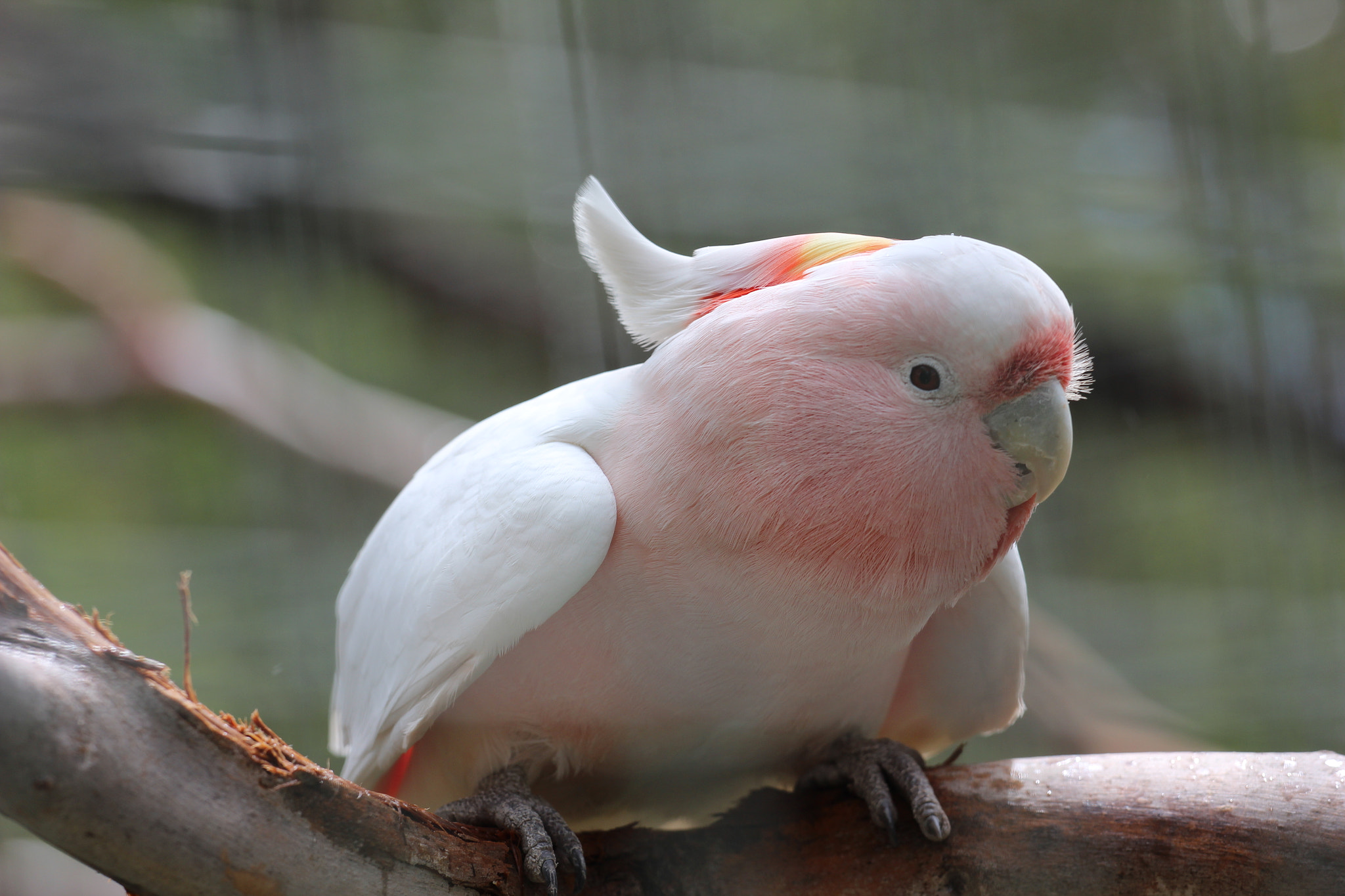 Canon EOS 600D (Rebel EOS T3i / EOS Kiss X5) + Canon EF 70-200mm F4L USM sample photo. Pink cockatoo photography
