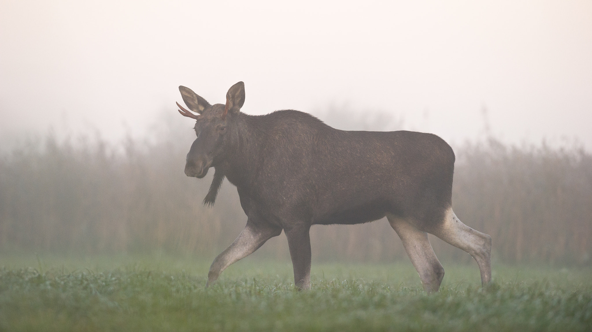 AF-S Nikkor 300mm f/2.8D IF-ED II sample photo. My friends call me moose :) photography