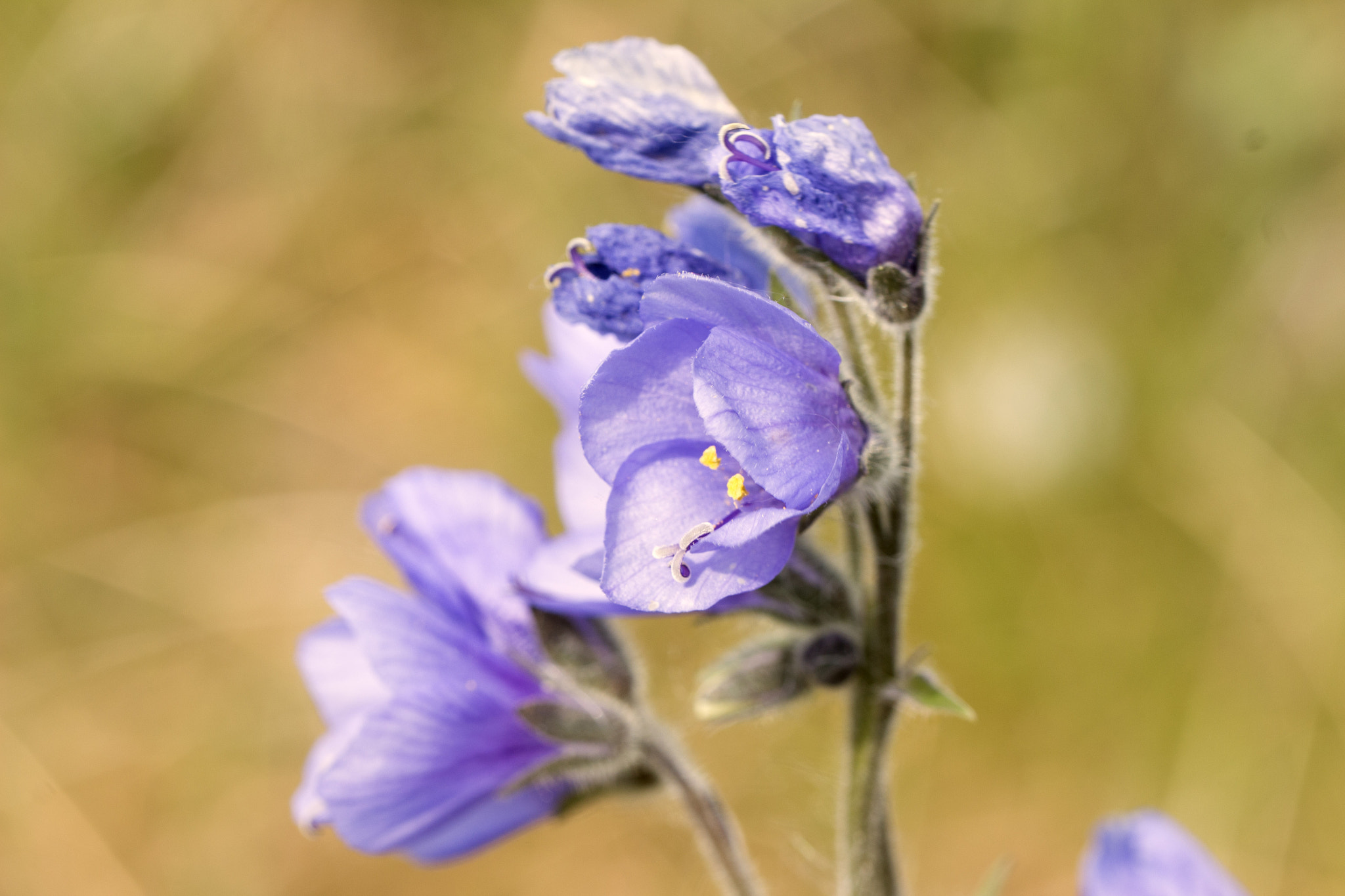 Tamron SP AF 60mm F2 Di II LD IF Macro sample photo. Flower of chukotka photography