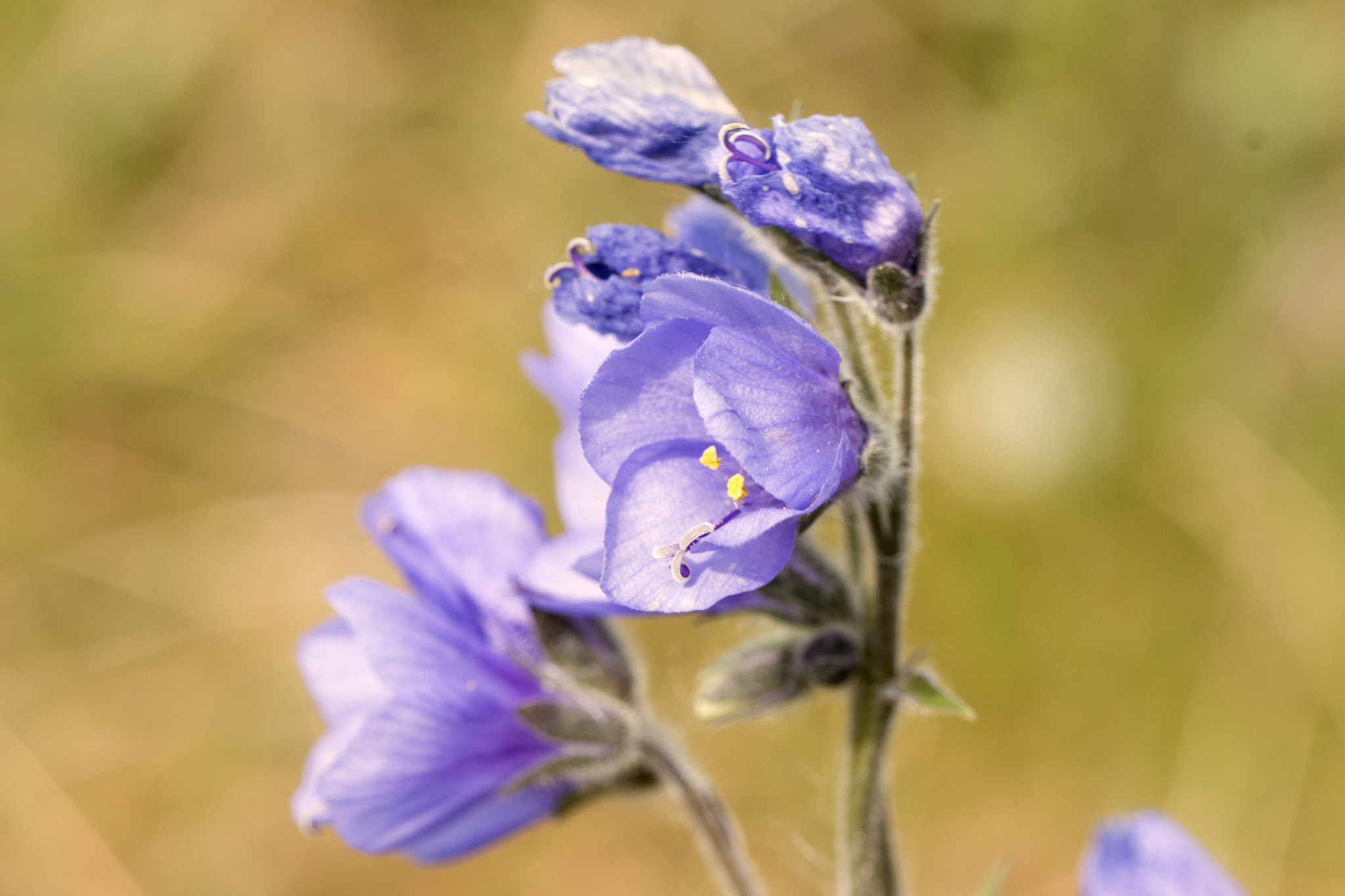 Canon EOS 650D (EOS Rebel T4i / EOS Kiss X6i) + Tamron SP AF 60mm F2 Di II LD IF Macro sample photo. Flower of chukotka photography