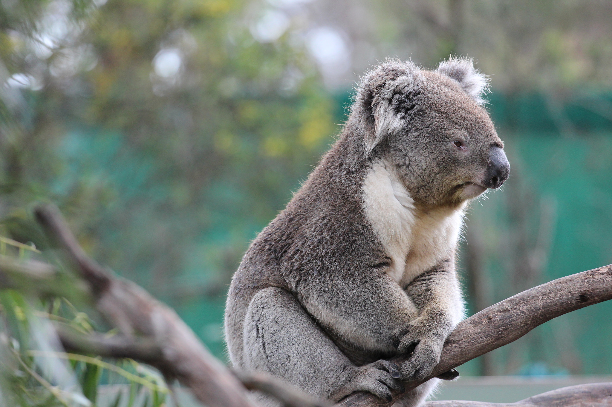 Canon EOS 600D (Rebel EOS T3i / EOS Kiss X5) sample photo. Koala at rest photography