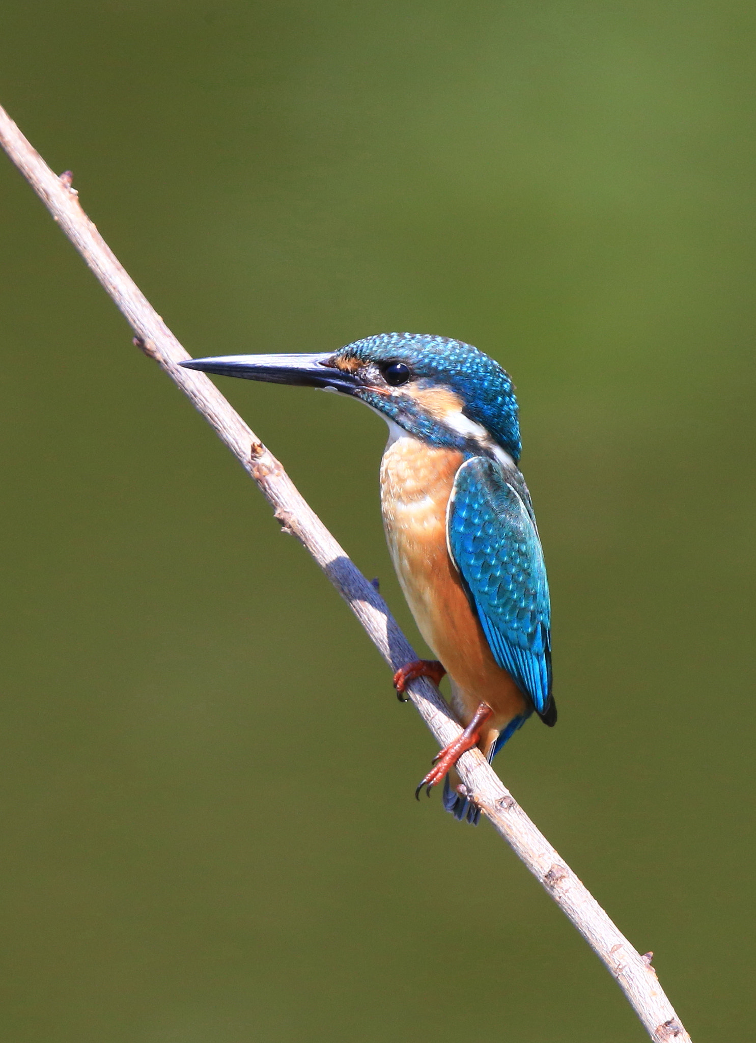 Canon EF 600mm F4L IS II USM sample photo. 324 photography