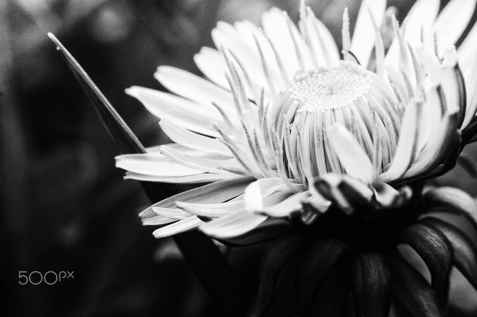 Samsung NX 20-50mm F3.5-5.6 ED sample photo. Flower photography