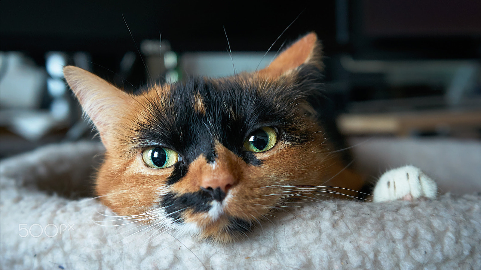 Sony FE 28-70mm F3.5-5.6 OSS sample photo. Still tired photography