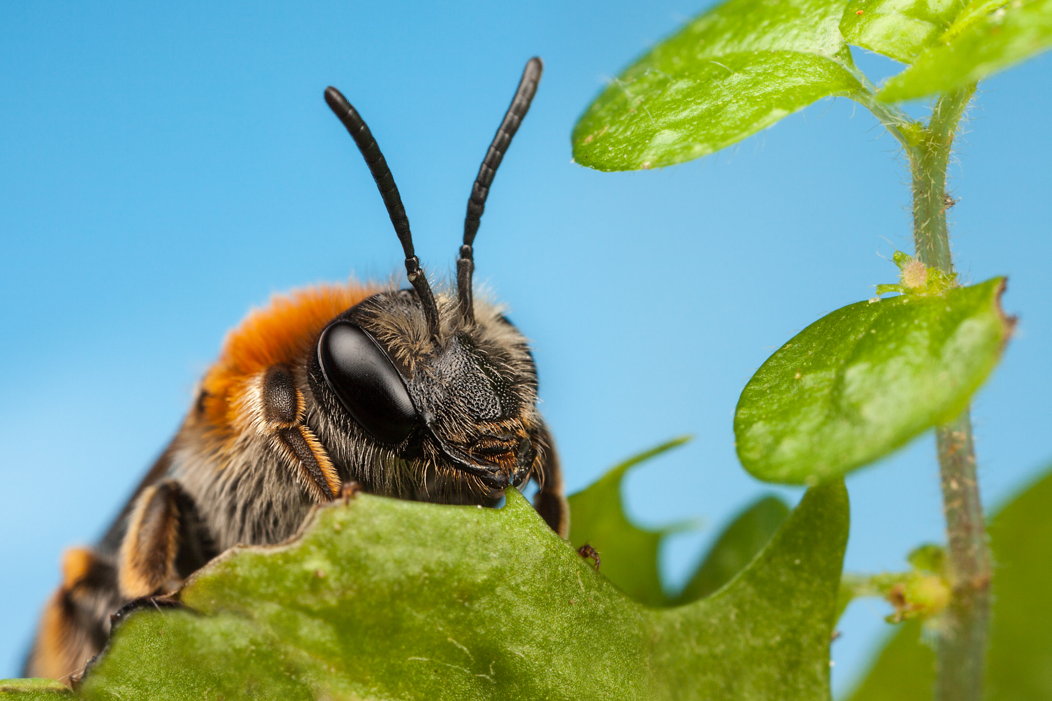 Canon EOS 5D Mark II + Canon MP-E 65mm F2.5 1-5x Macro Photo sample photo. Mining bee photography