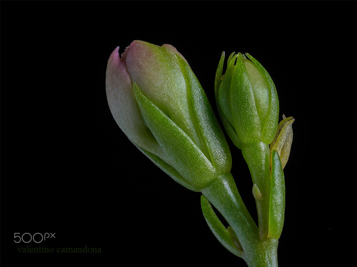 Olympus M.Zuiko Digital ED 60mm F2.8 Macro sample photo. Delicate buds photography