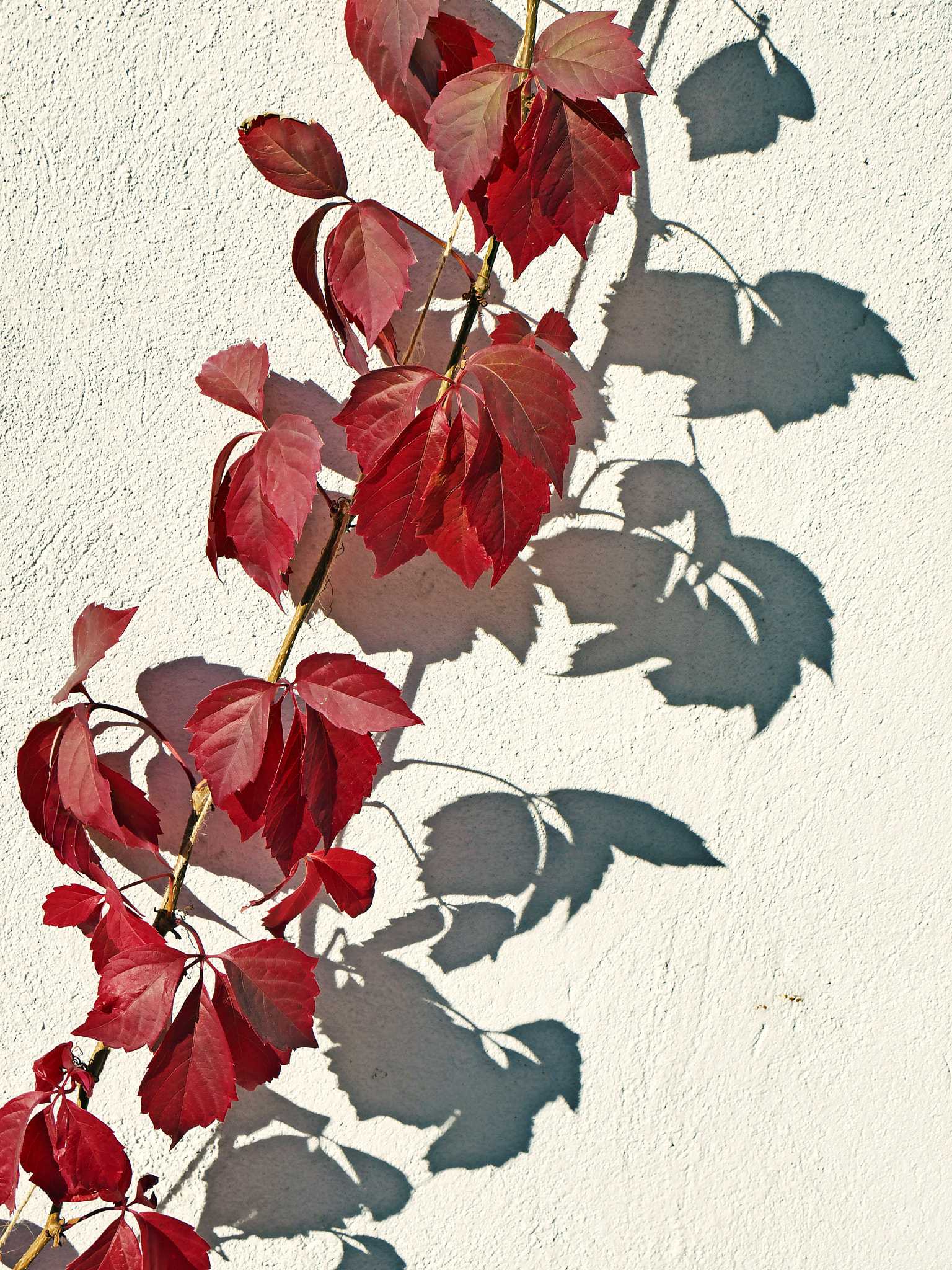 Panasonic Lumix DMC-G2 sample photo. Shadows on the wall photography