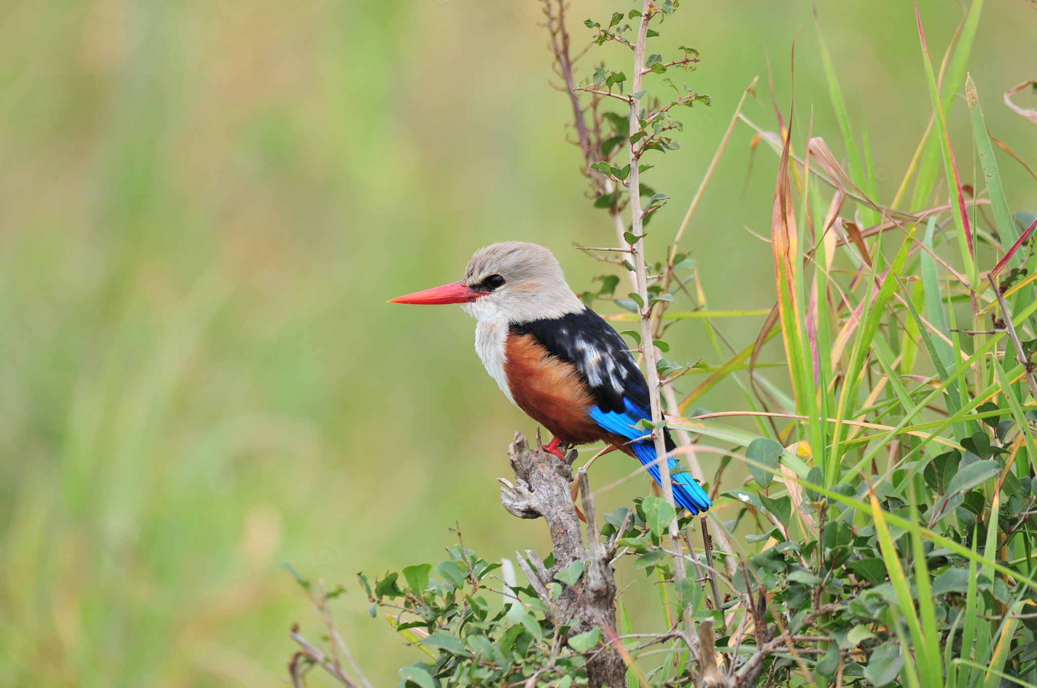 Sigma 150-500mm F5-6.3 DG OS HSM sample photo. African kingfisher photography