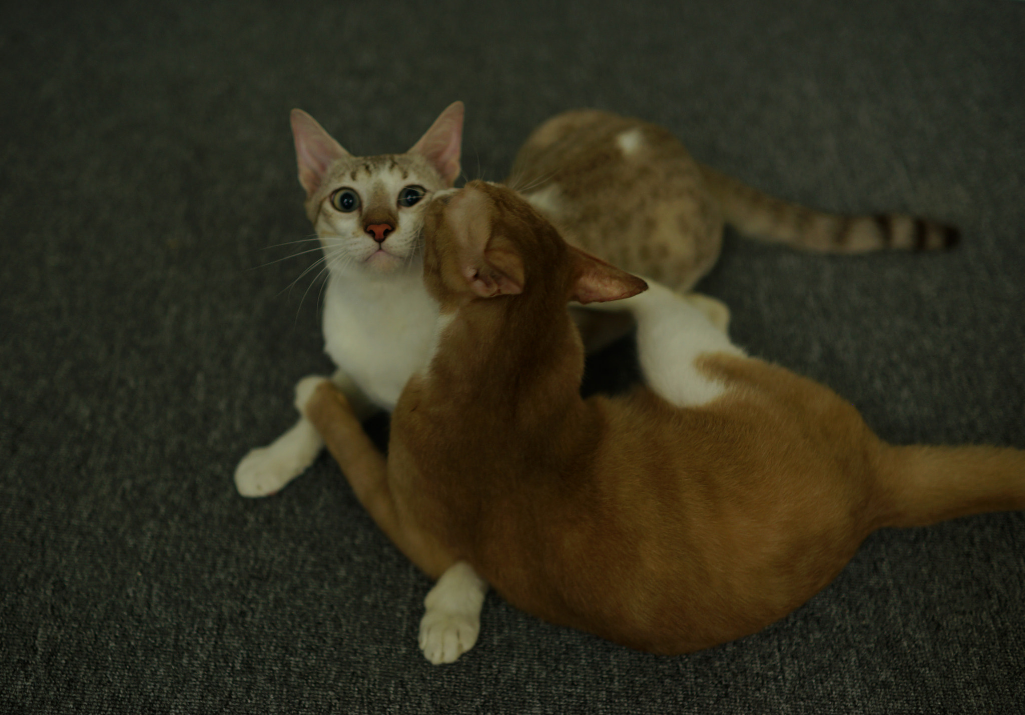 Sony a99 II sample photo. 2 cats photography