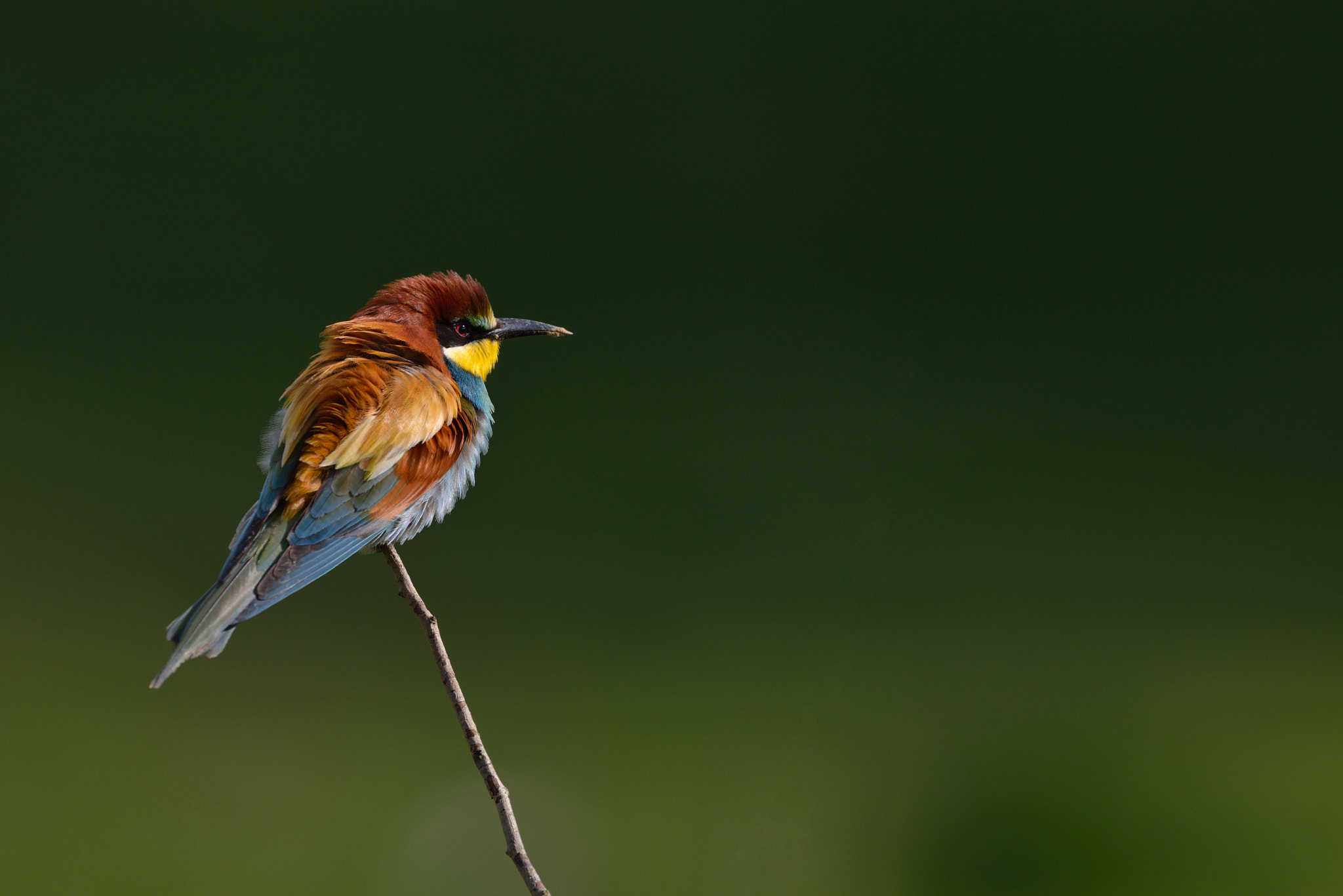 Nikon AF-S Nikkor 400mm F2.8G ED VR II sample photo. Guêpier d'europe photography