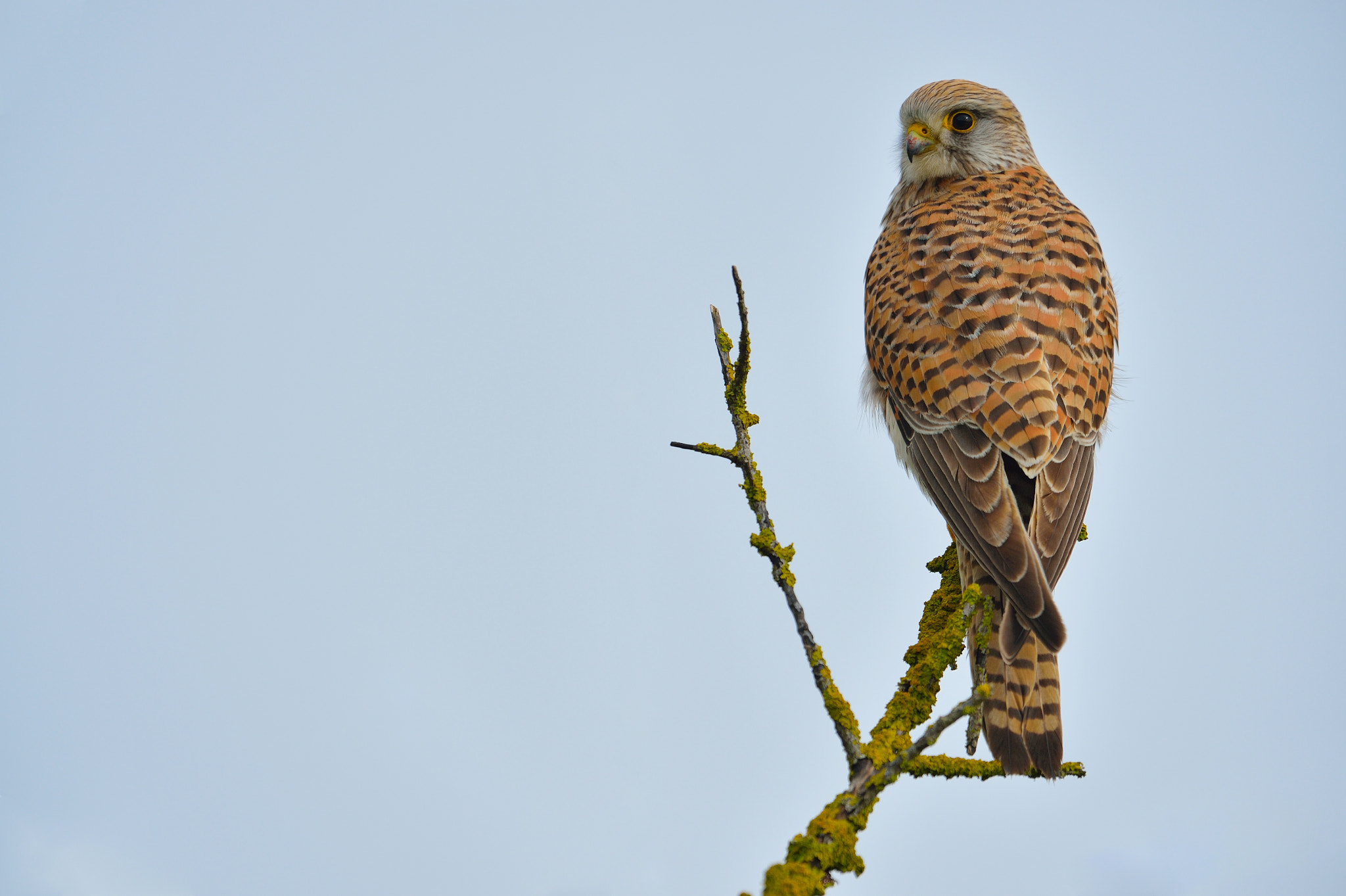 Nikon AF-S Nikkor 400mm F2.8G ED VR II sample photo. Faucon crécerelle - falco tinnunculus photography