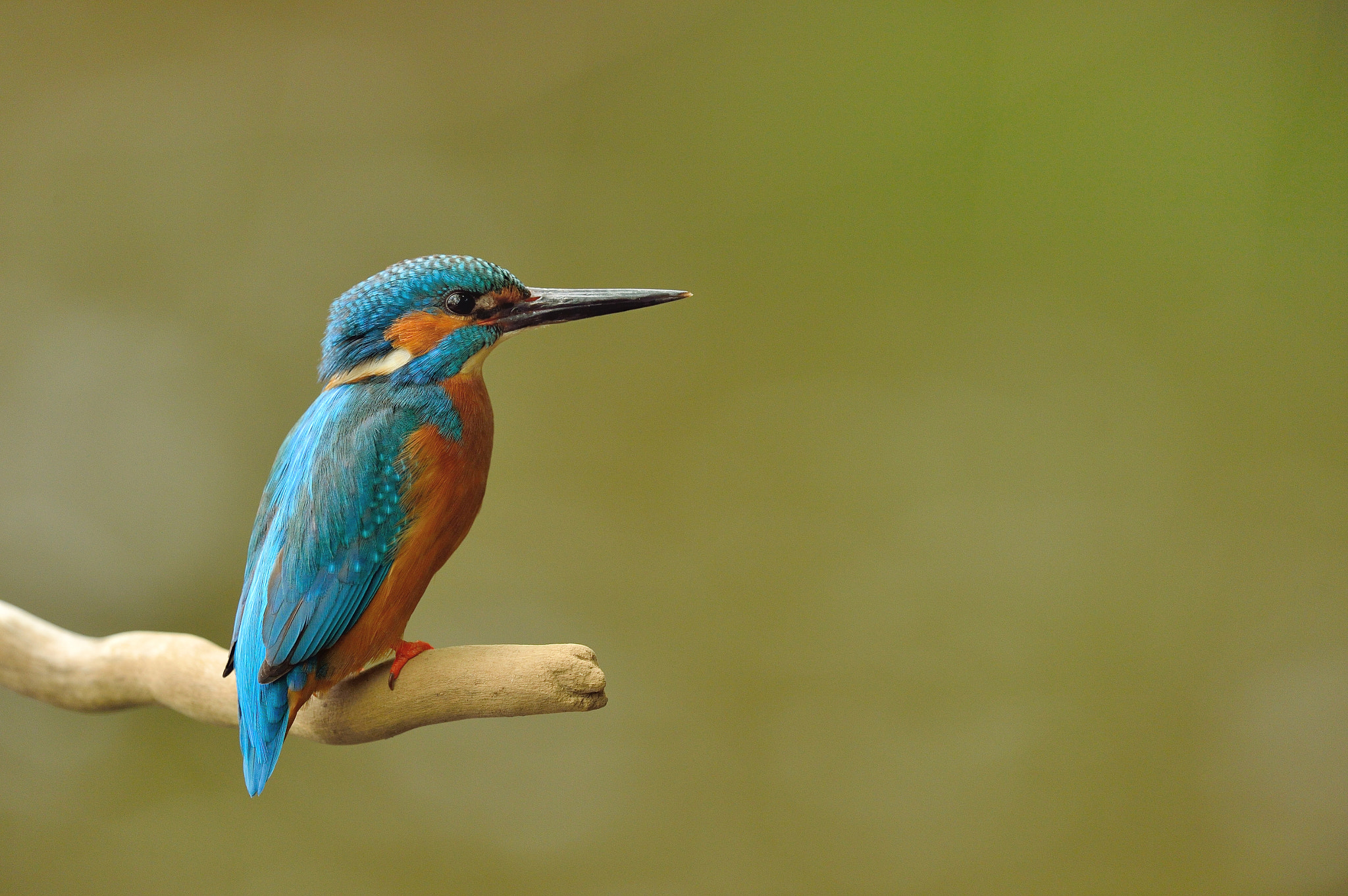 Nikon D4 sample photo. Martin-pêcheur d'europe - alcedo atthis photography