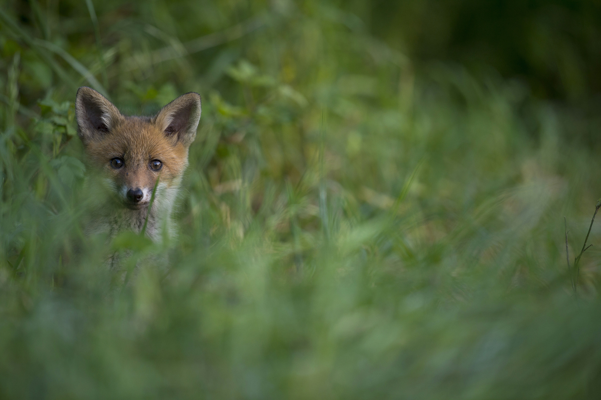 Nikon D4 + Nikon AF-S Nikkor 500mm F4G ED VR sample photo. Renardeau photography