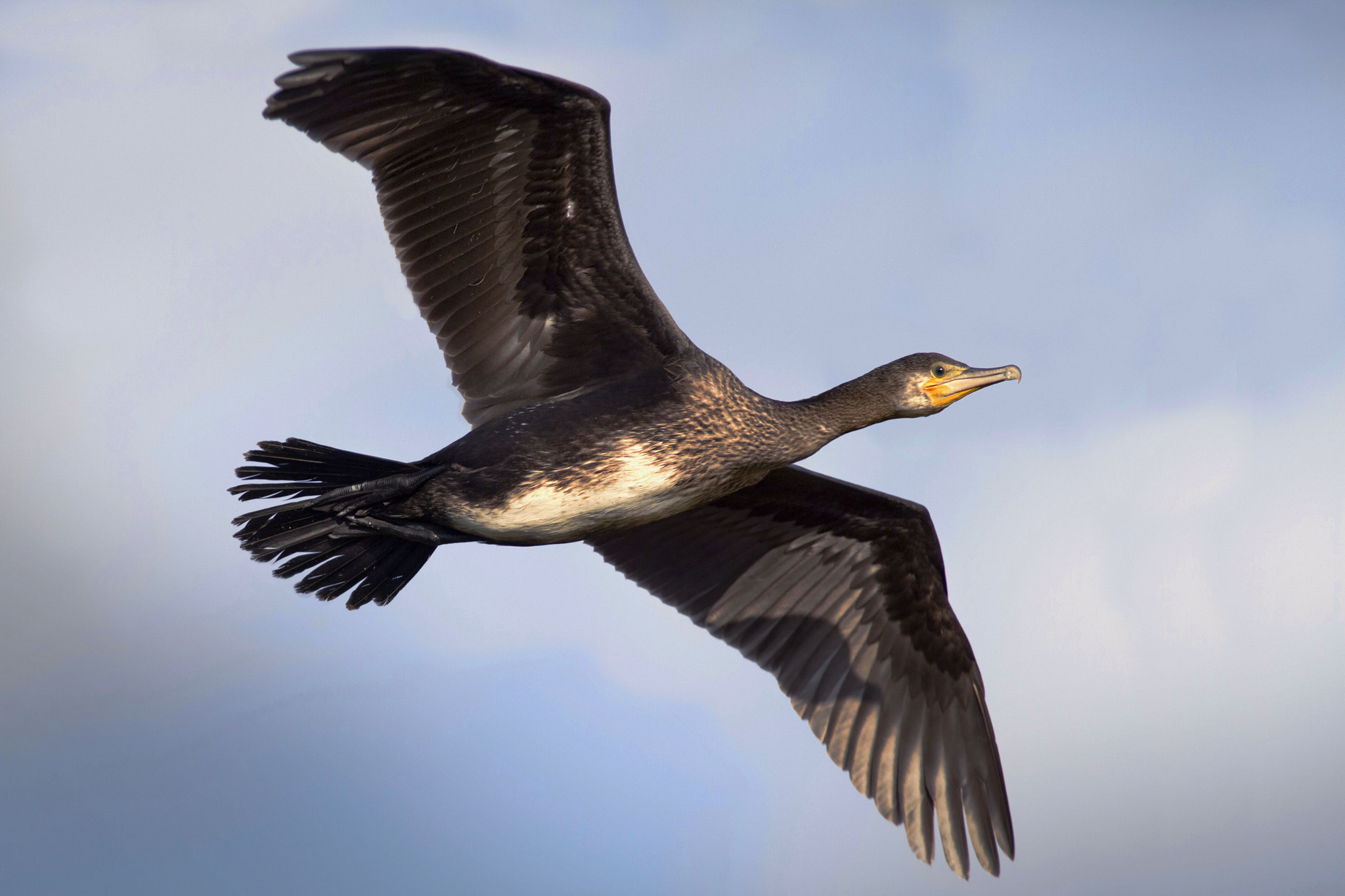 Canon EOS 7D + Canon EF 300mm f/2.8L + 1.4x sample photo. Cormorant photography