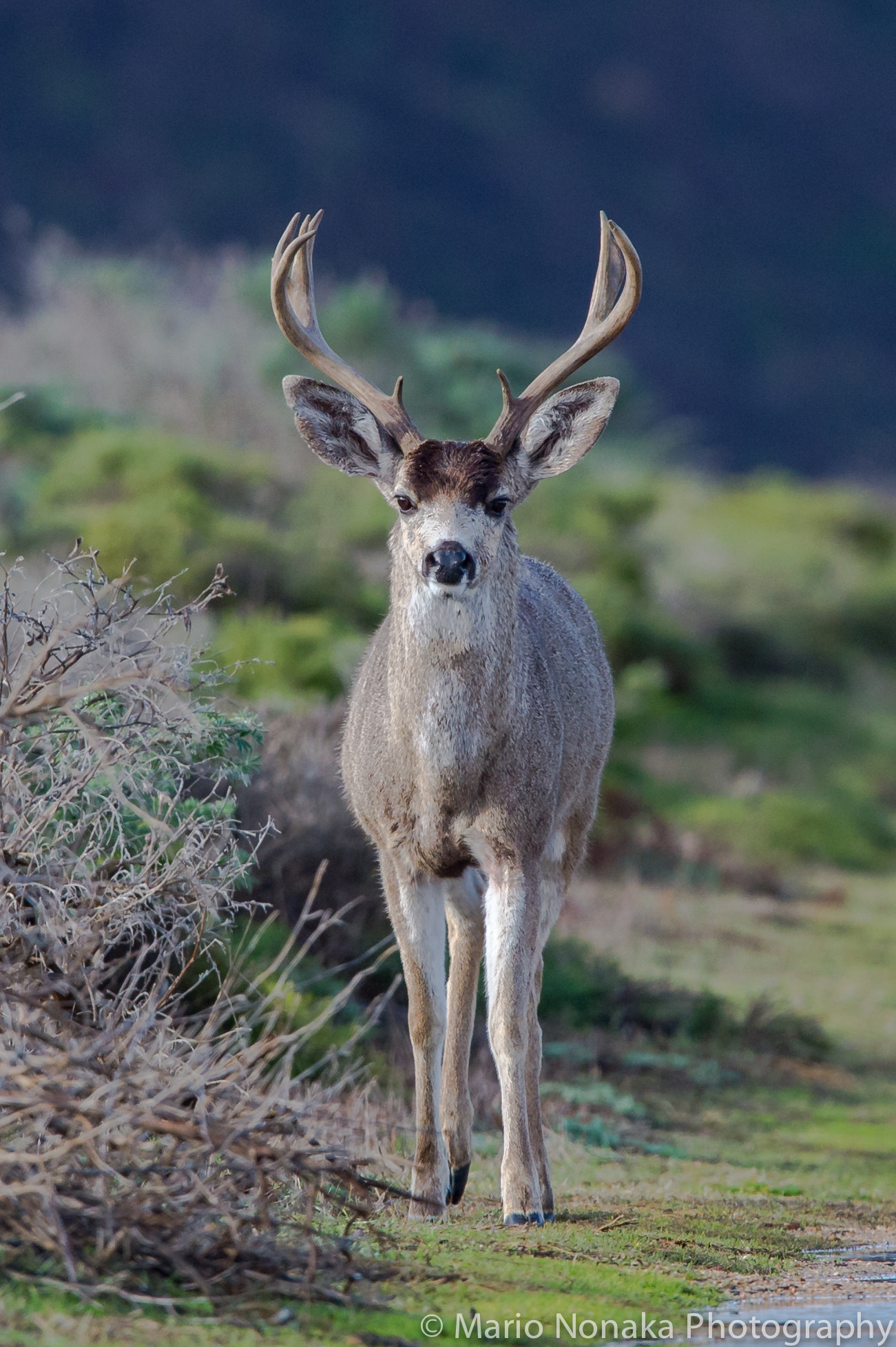 Sigma 150-600mm F5-6.3 DG OS HSM | S sample photo. Mule deer buck photography