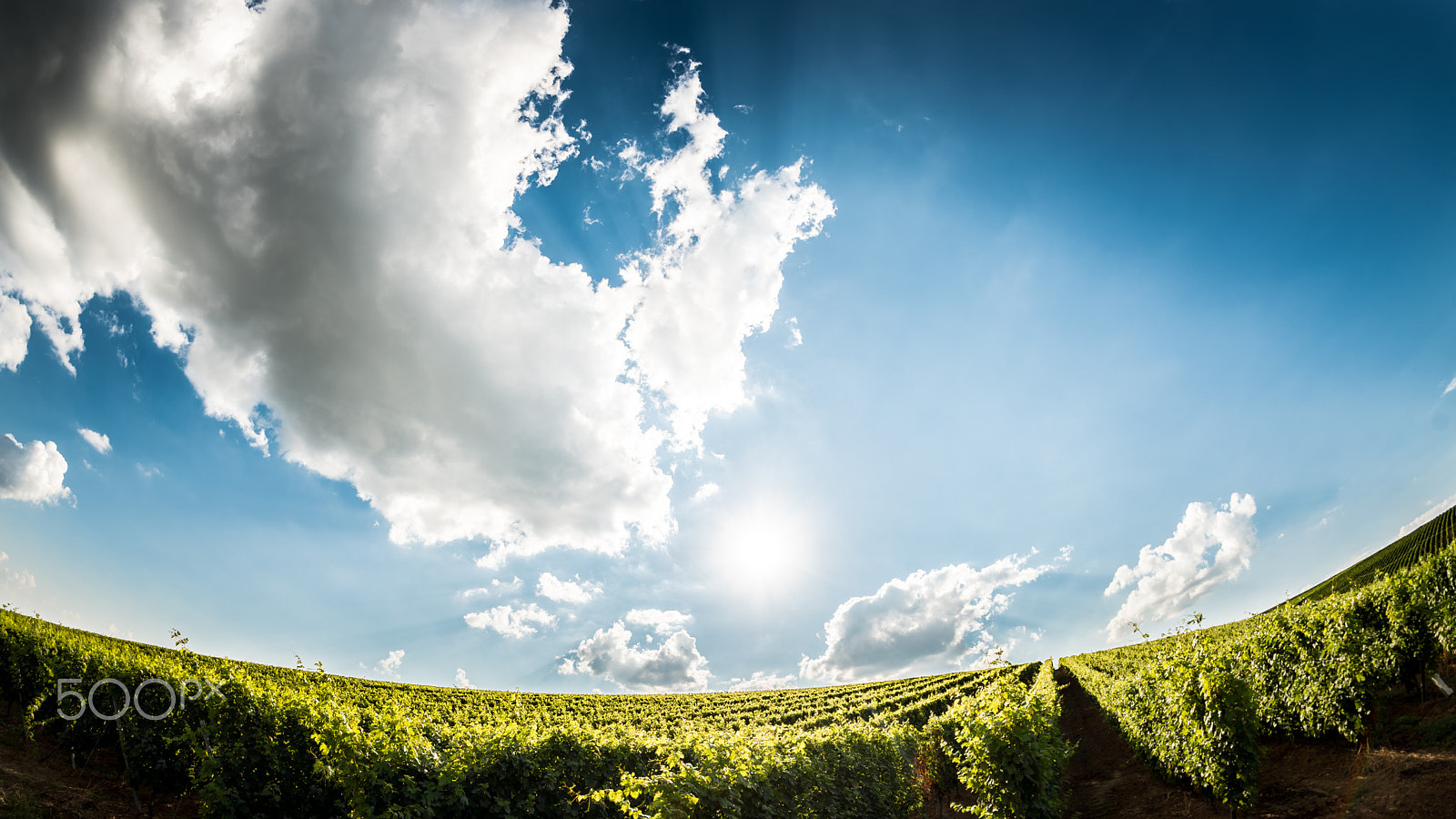 Nikon D750 + Samyang 12mm F2.8 ED AS NCS Fisheye sample photo. Recas vineyard photography