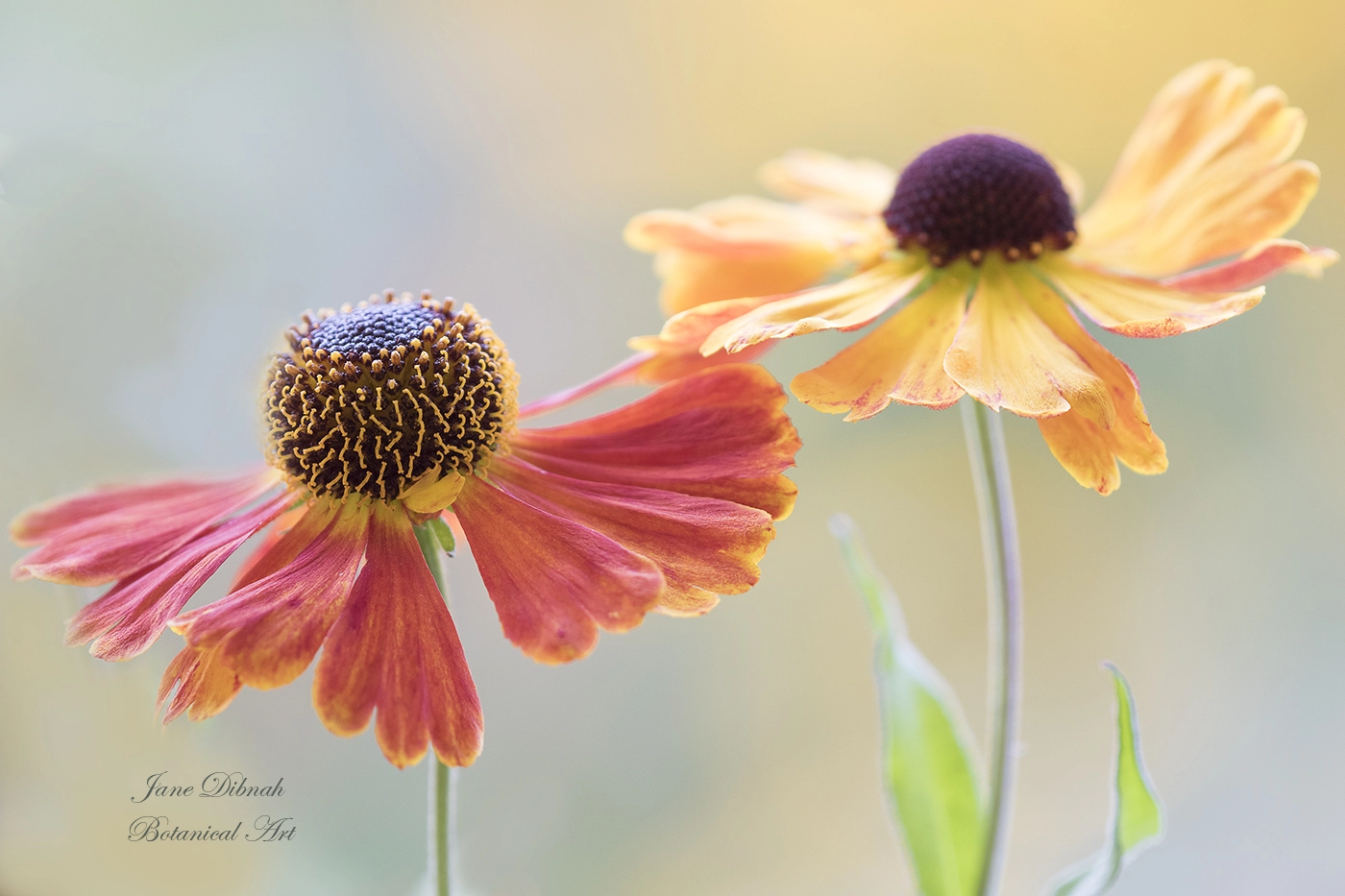 Canon EF 180mm F3.5L Macro USM sample photo. Helenium mardi gras photography