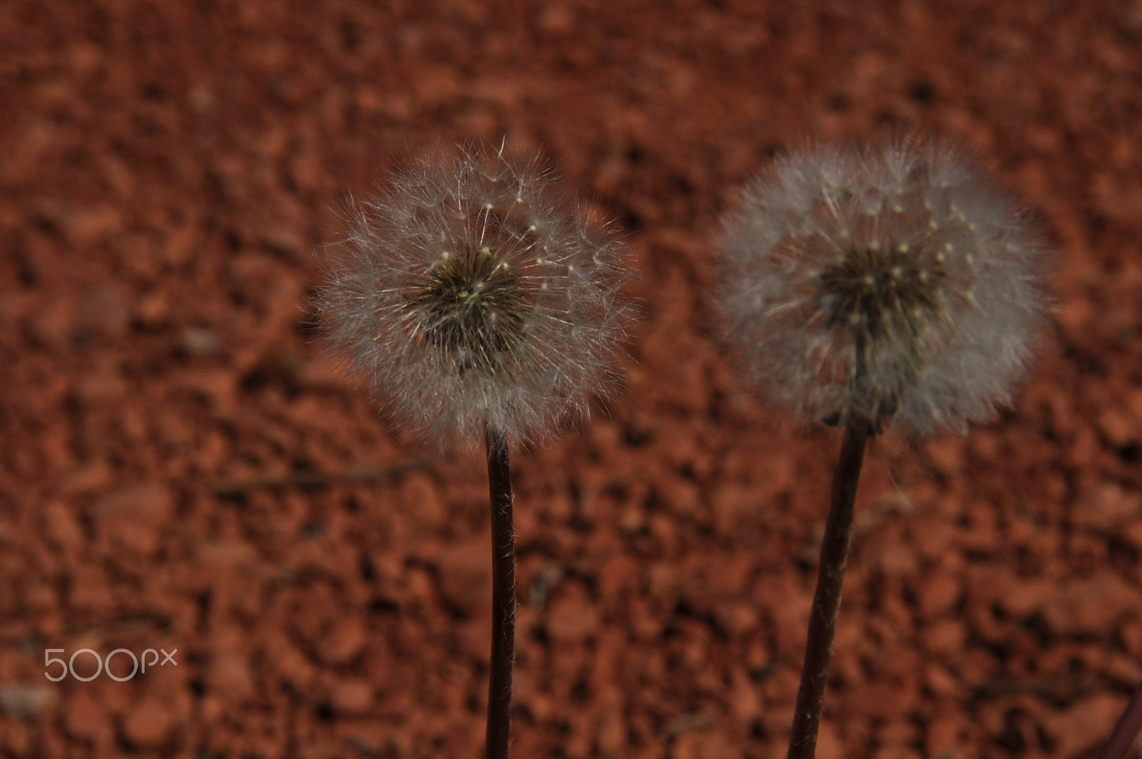 Nikon D90 + Sigma 18-125mm F3.8-5.6 DC OS HSM sample photo. Karahindiba çiçeği (chicory) photography