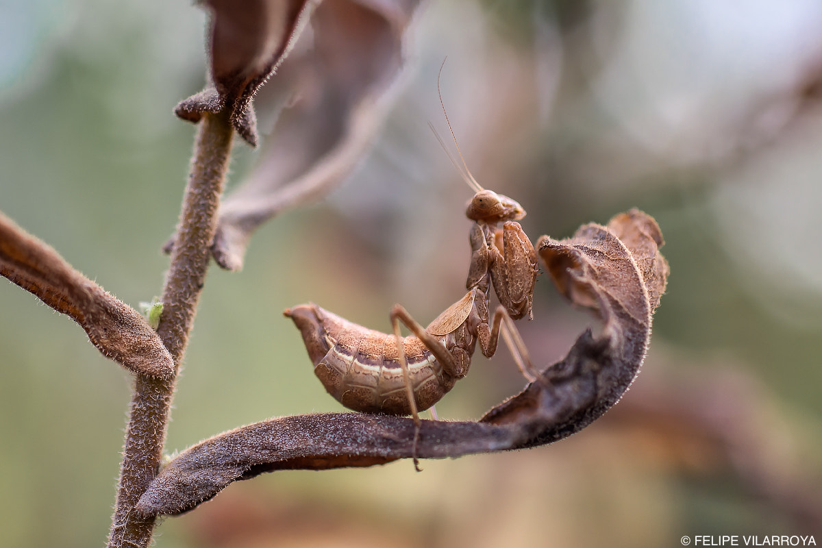 Nikon D7200 + Sigma 50mm F2.8 EX DG Macro sample photo. Ameles photography