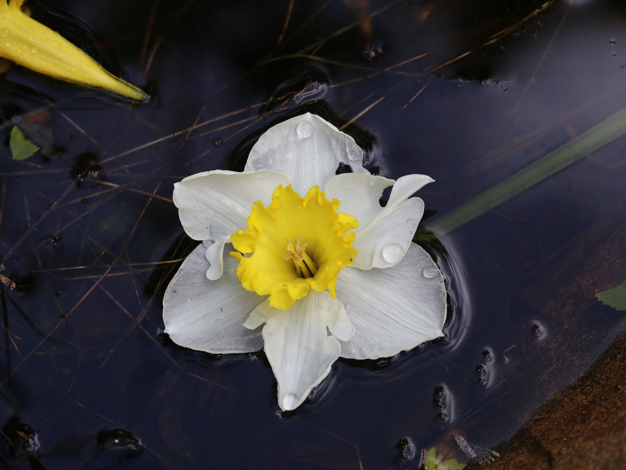 Canon EF-S 60mm F2.8 Macro USM sample photo. Daffodil floating photography