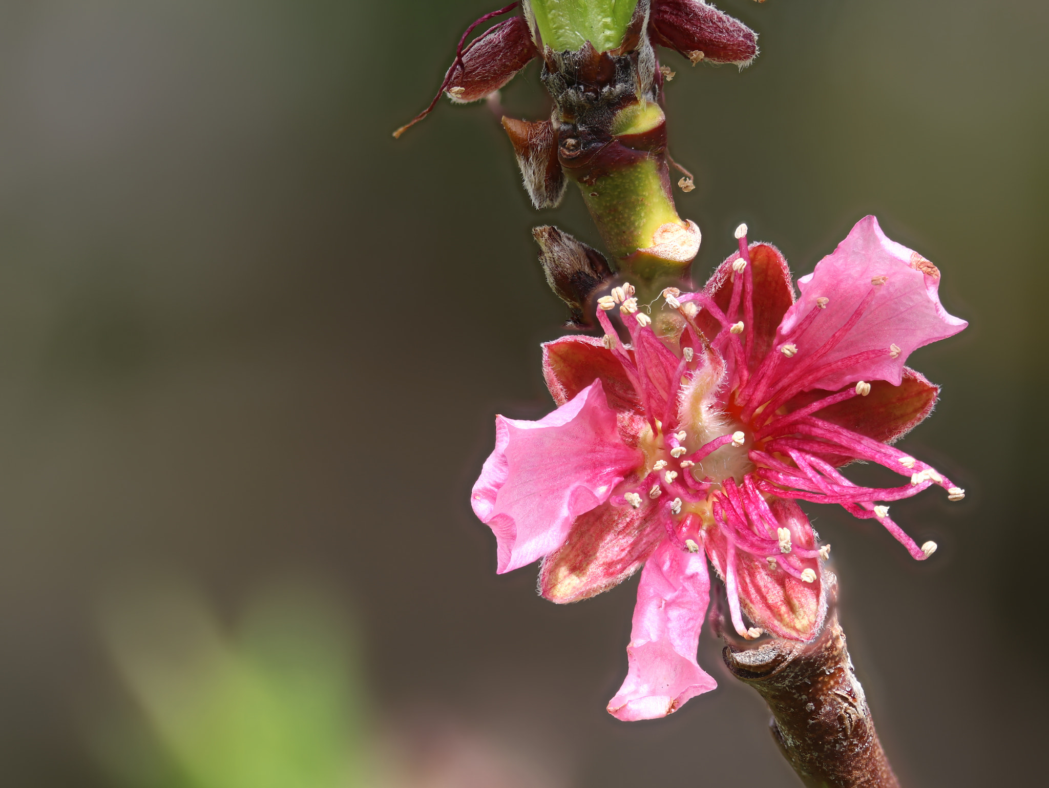 Canon EF-S 60mm F2.8 Macro USM sample photo. Peach flower photography