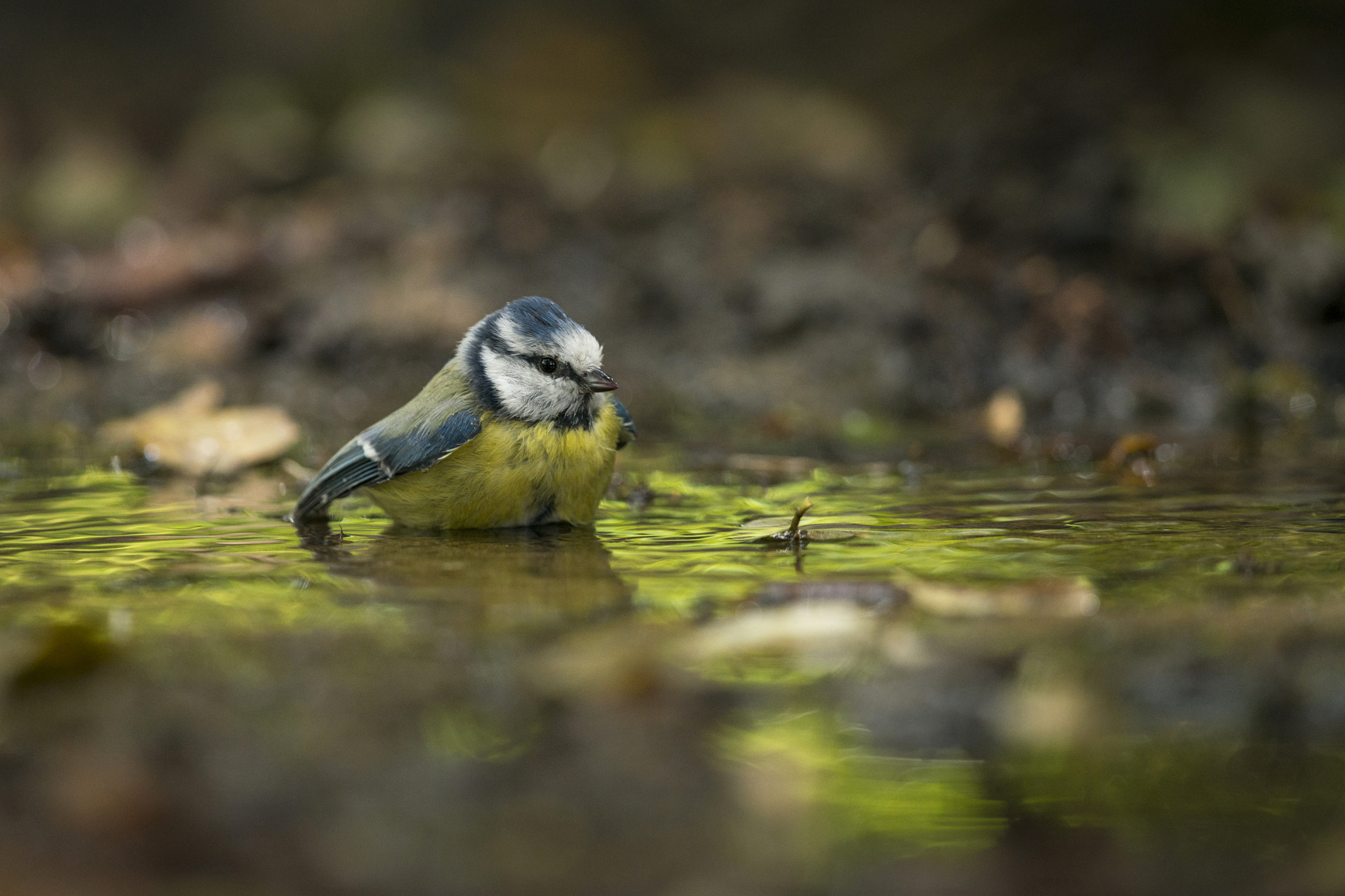 Nikon D800E + Nikon AF-S Nikkor 500mm F4G ED VR sample photo. Mésange bleue - cyanistes caeruleus photography
