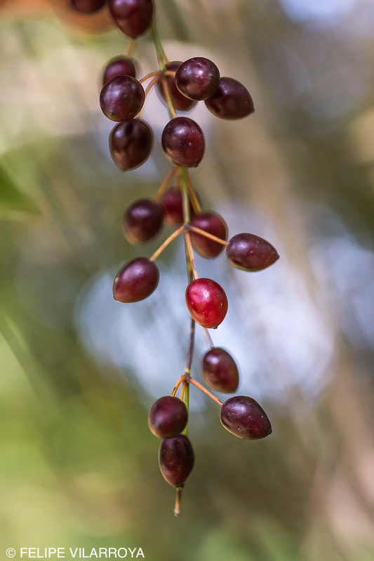 Nikon D7200 + Sigma 50mm F2.8 EX DG Macro sample photo. Zarzaparrilla photography