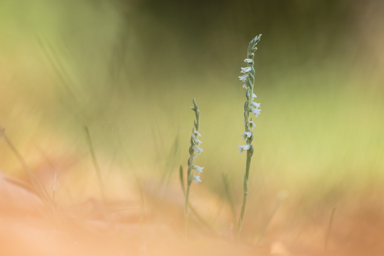 Canon EOS 6D + Canon EF 300mm F4L IS USM sample photo. Spiranthes spiralis photography