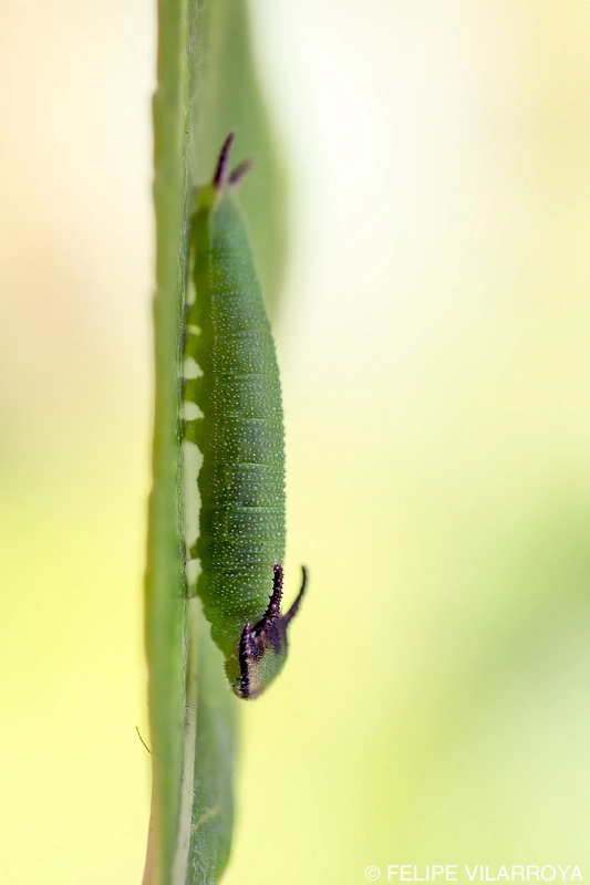 Nikon D7200 + Sigma 50mm F2.8 EX DG Macro sample photo. Charaxes jasius photography