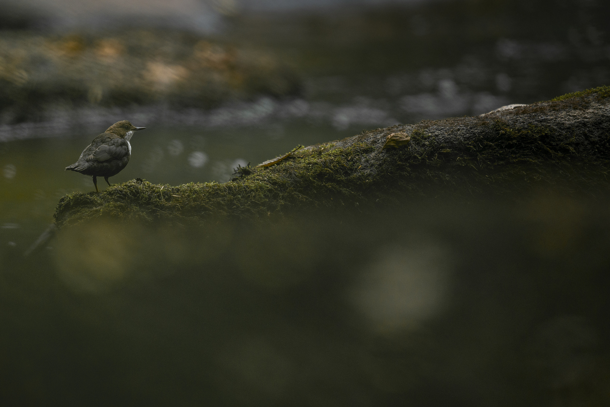 Nikon AF-S Nikkor 500mm F4G ED VR sample photo. Cincle plongeur - cinclus cinclus photography